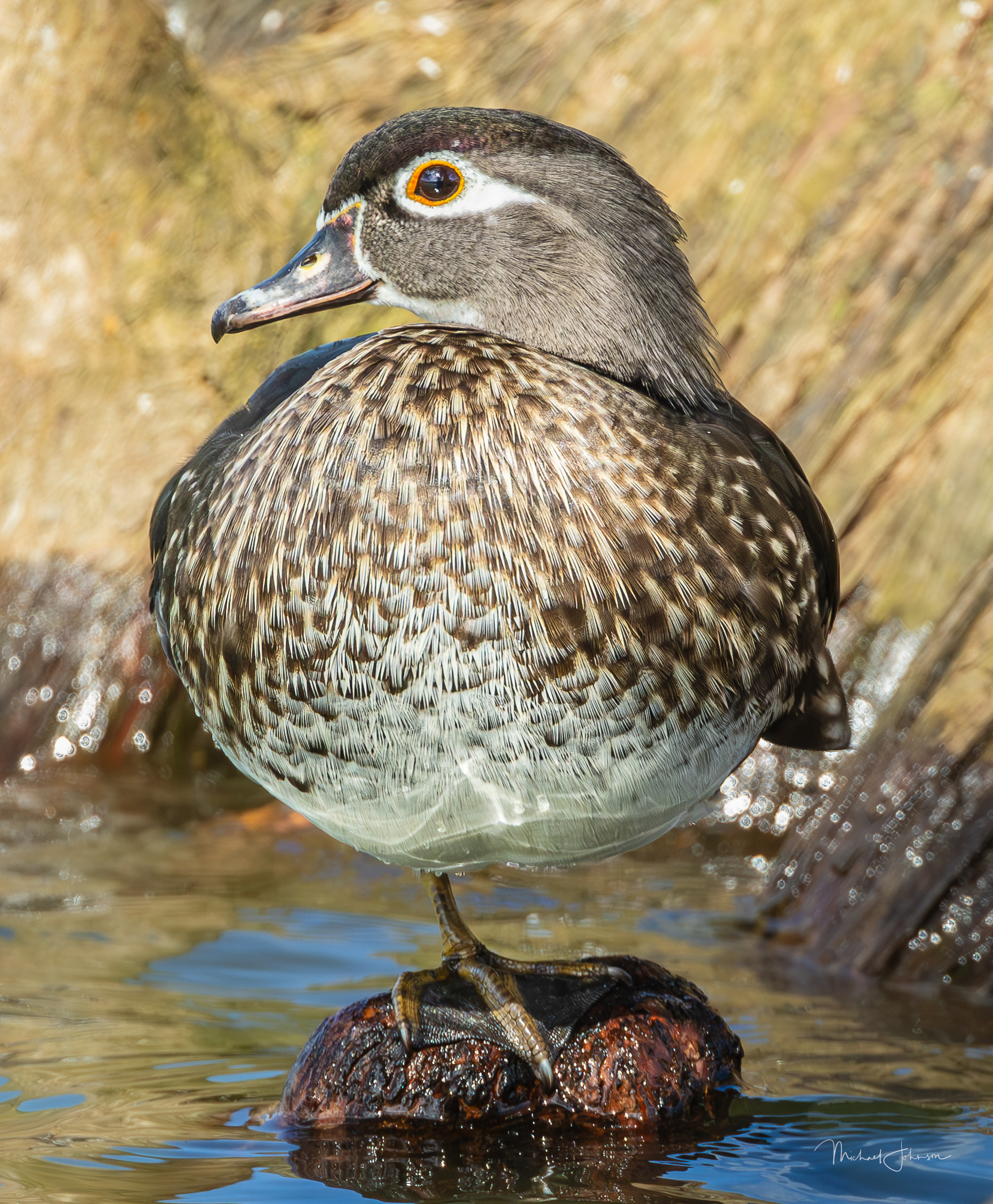 Wood Duck