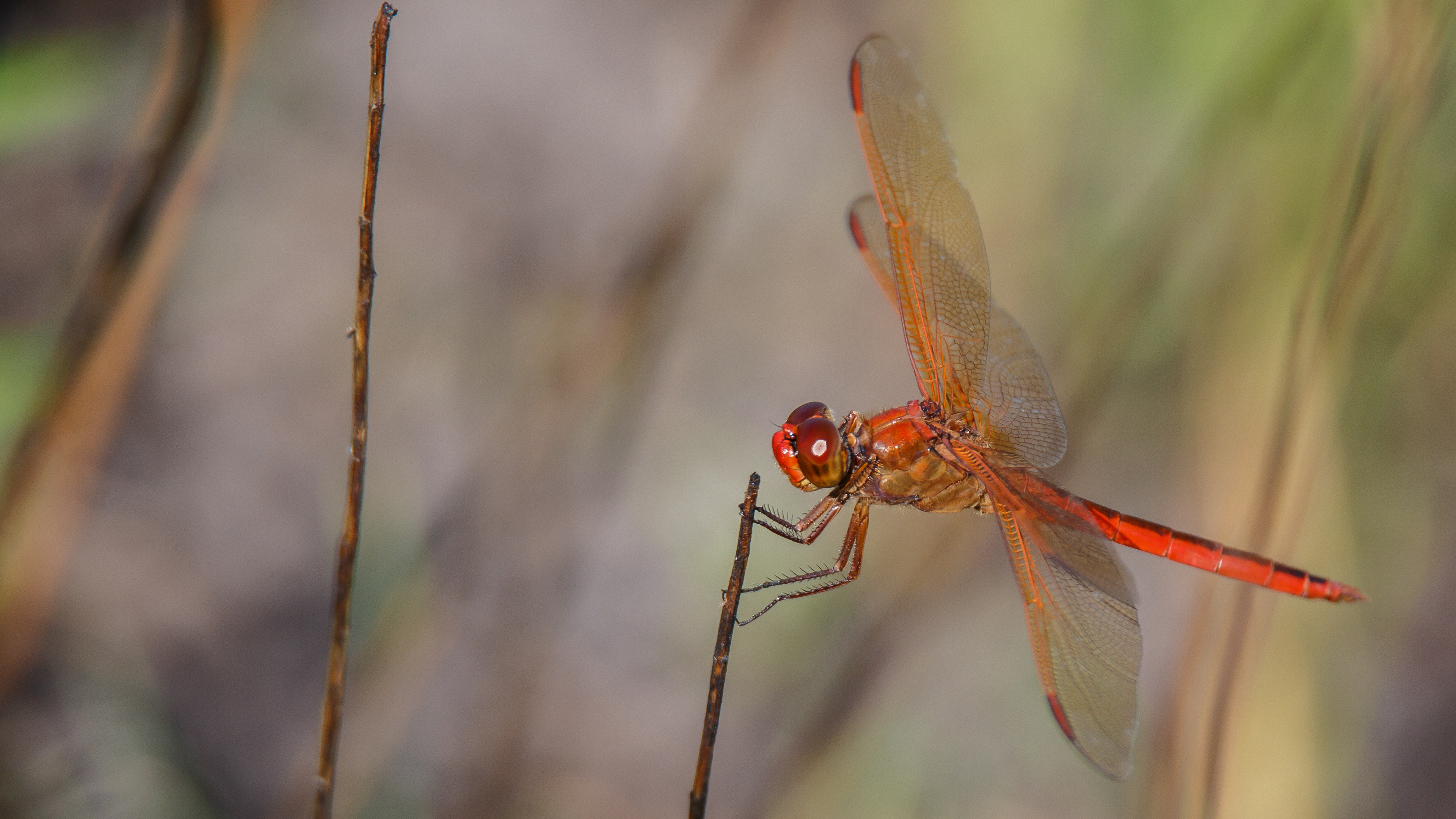 Red-tailed Pennant