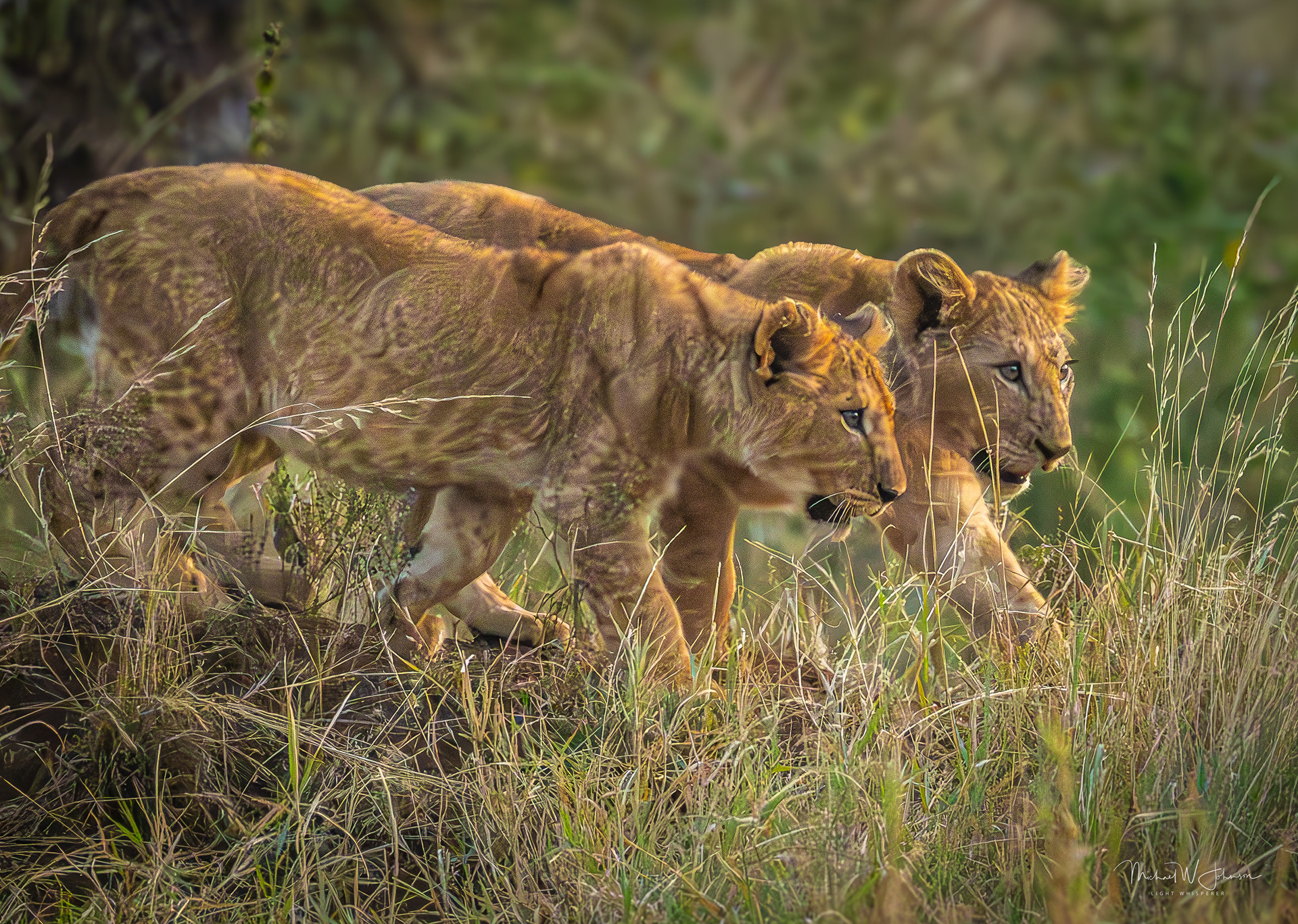 Lion Cubs
