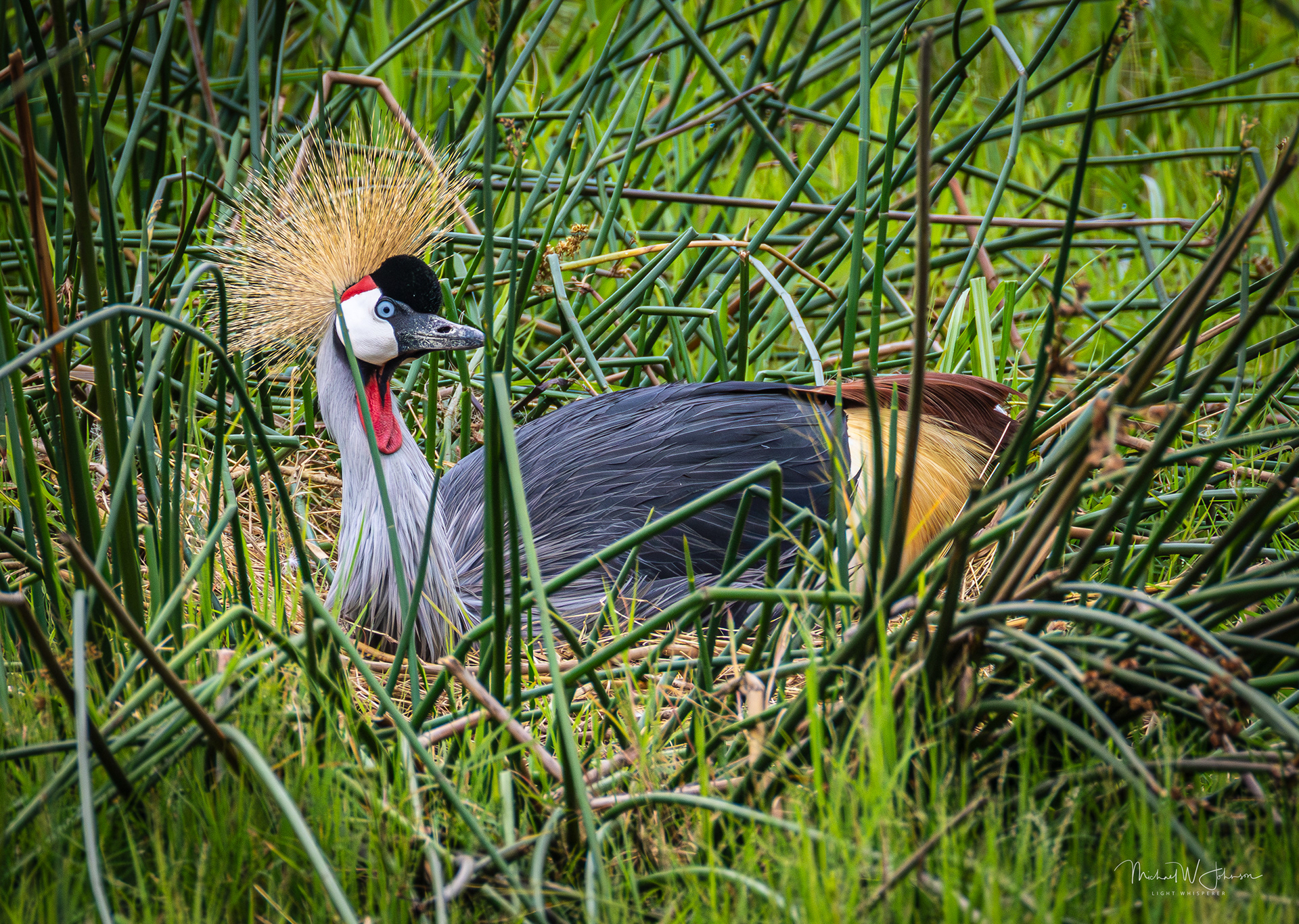 Gray-crowned Crane