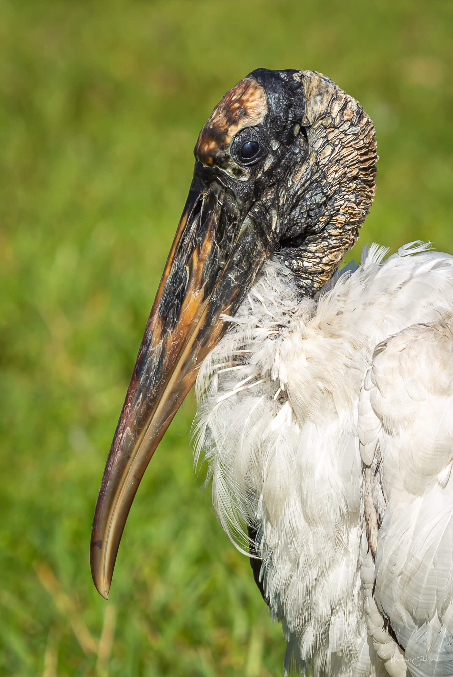 Wood Stork
