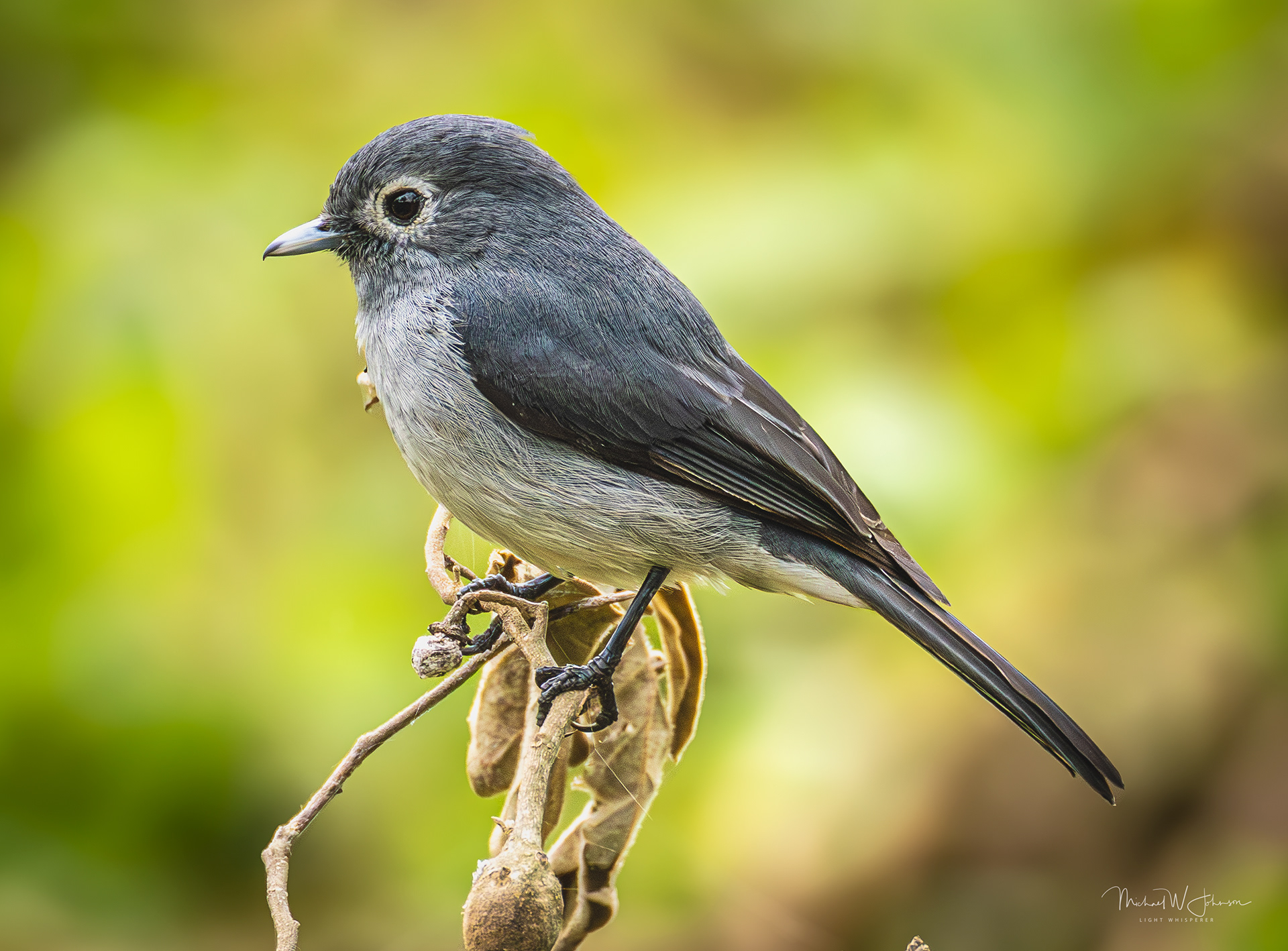 White-eyed Slaty-Flycatcher