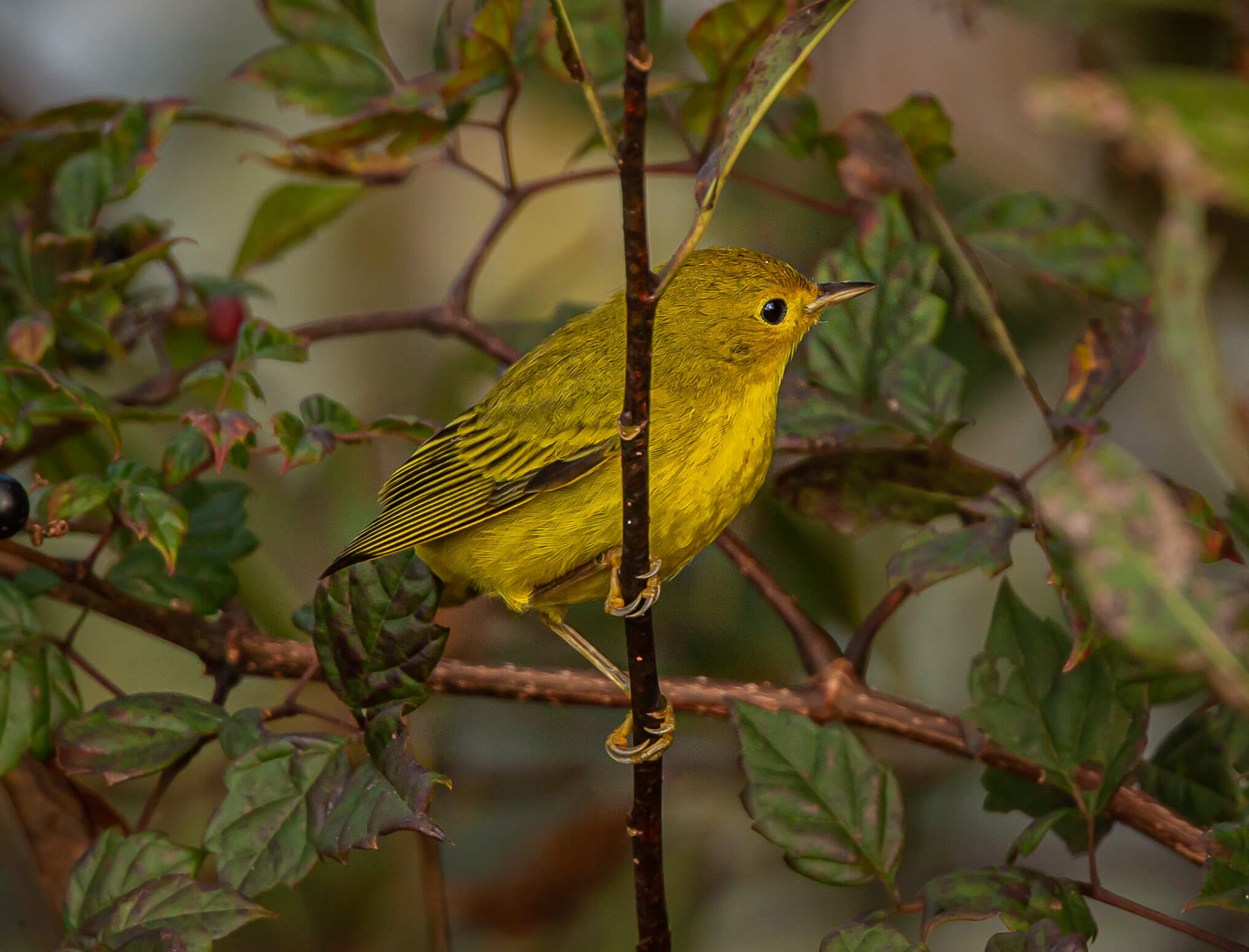 Yellow Warbler