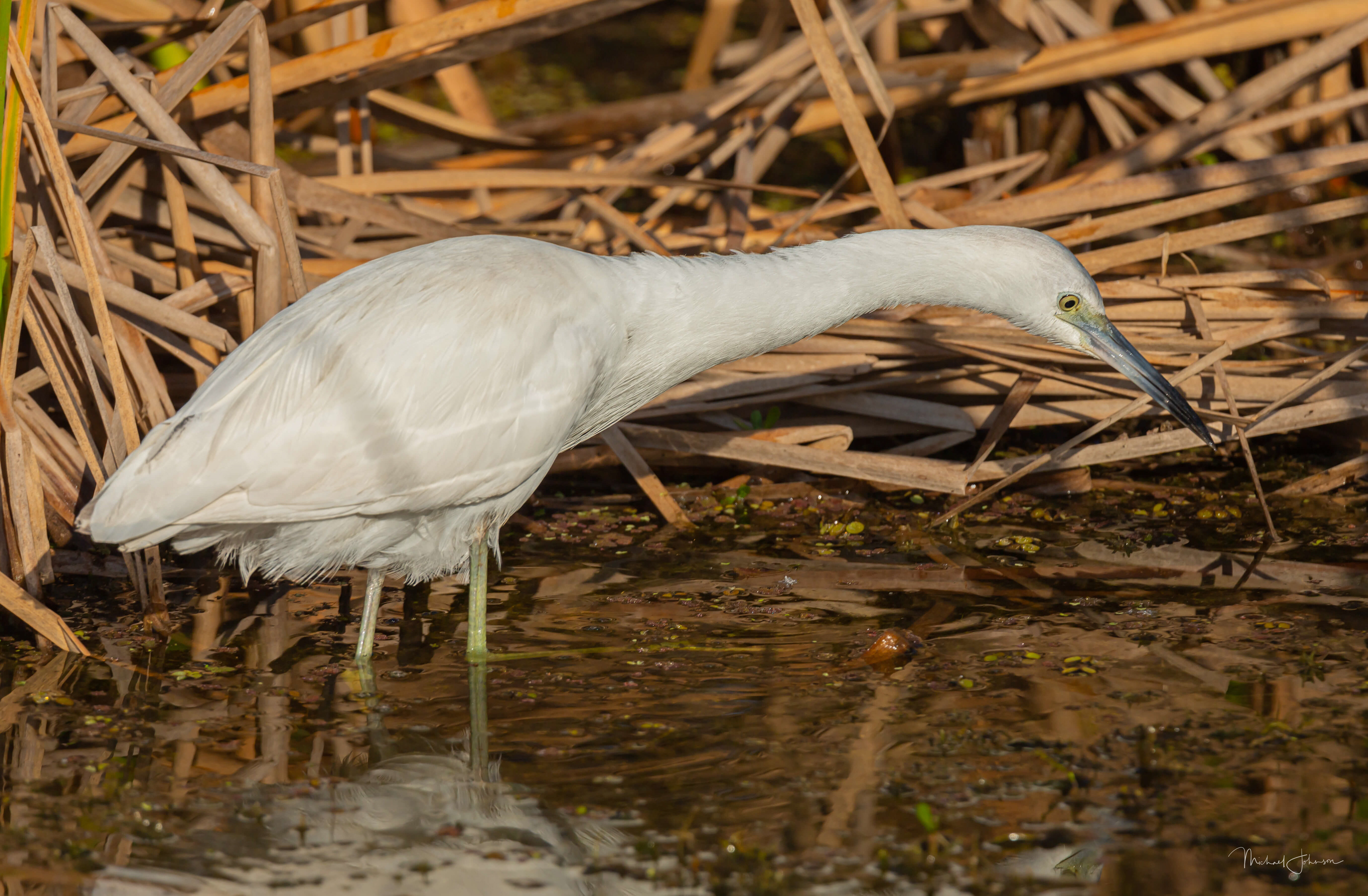 Little Blue Heron