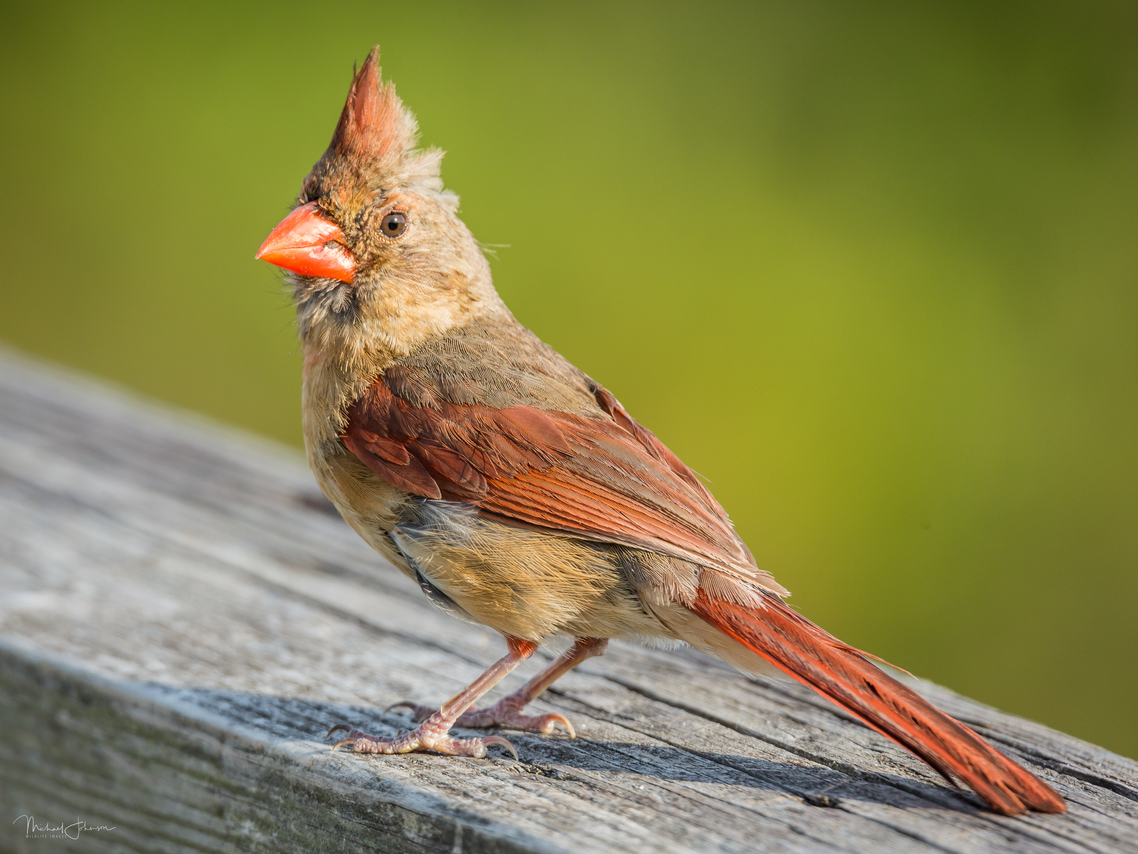 Northern Cardinal