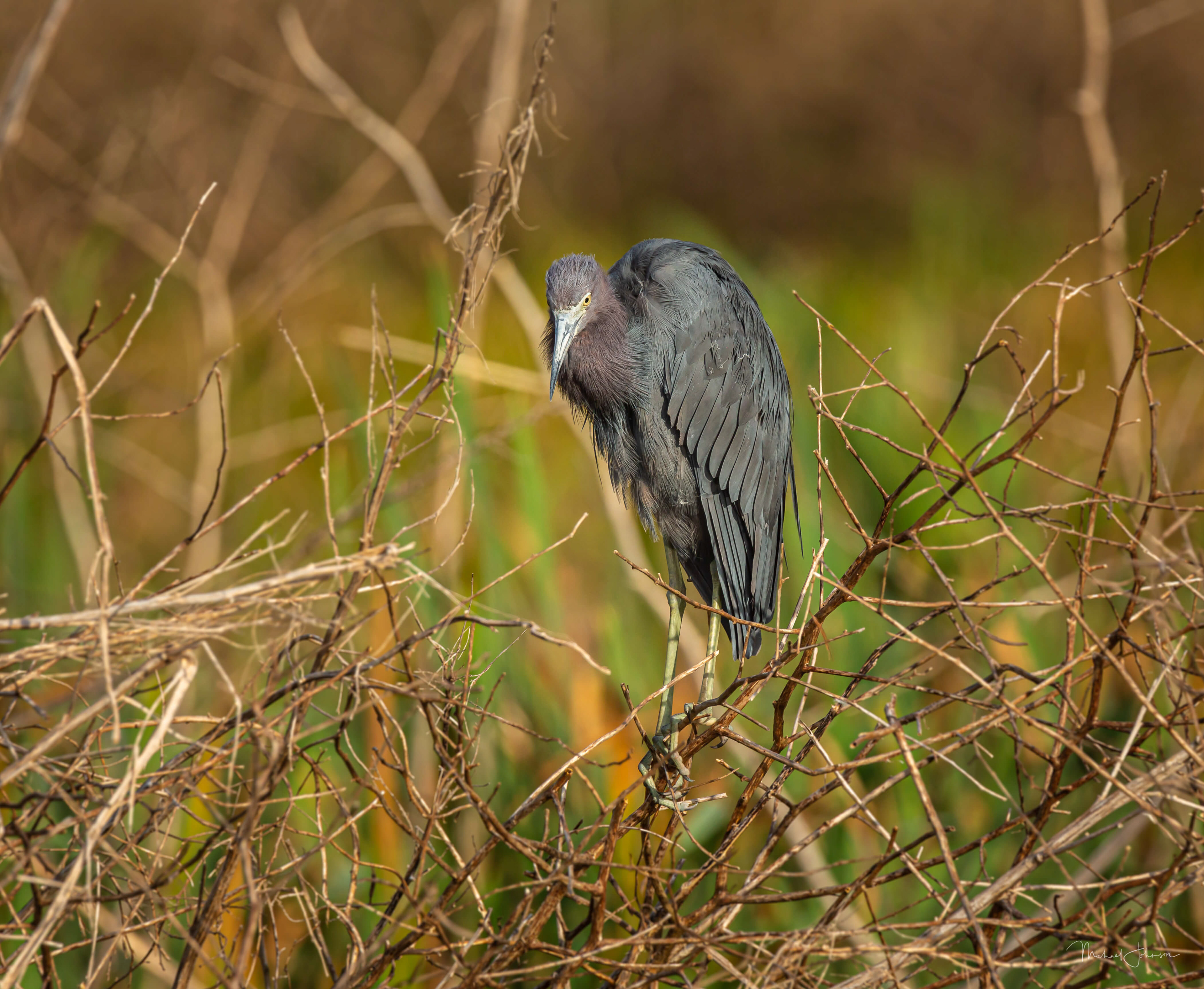 Little Blue Heron