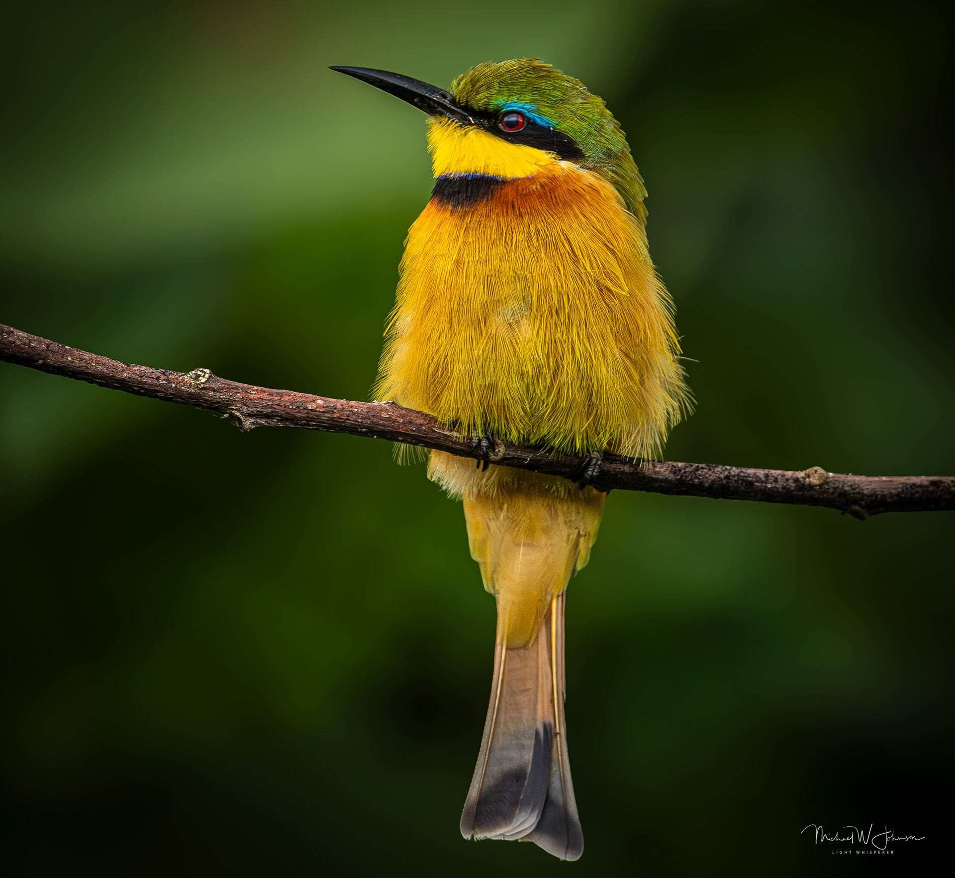 Little Bee-eater