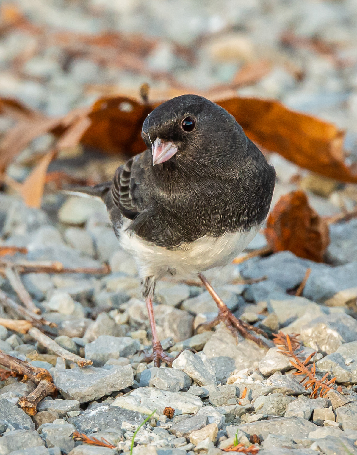 Junco