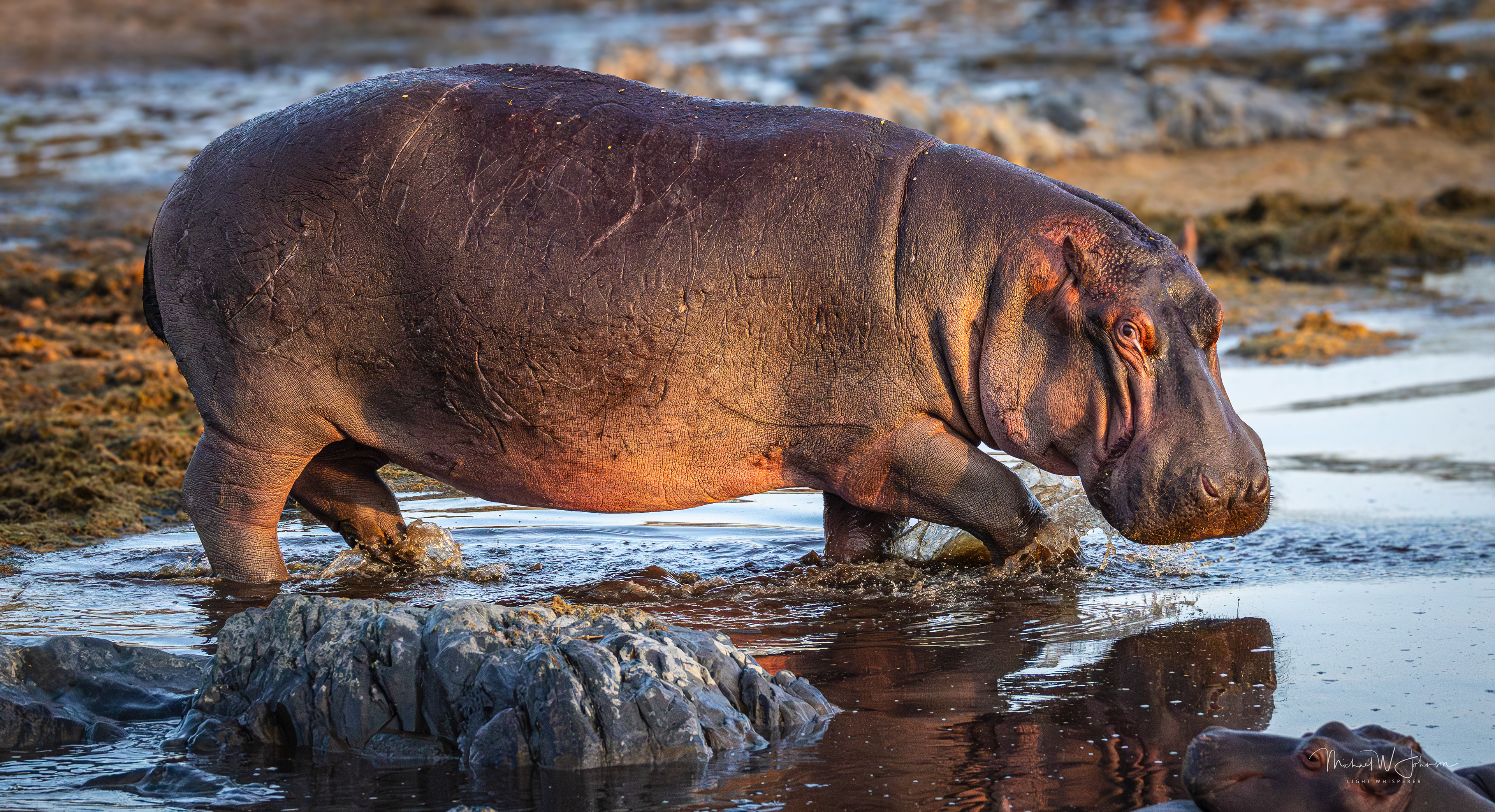 Hippo