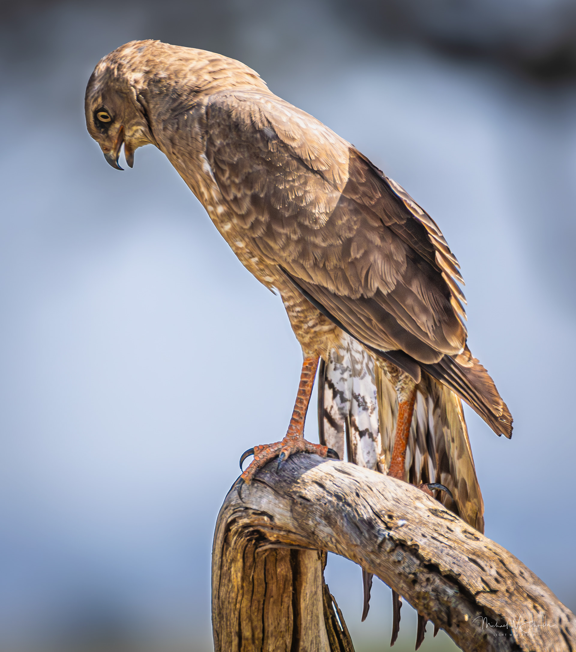 Chanting Goshawk