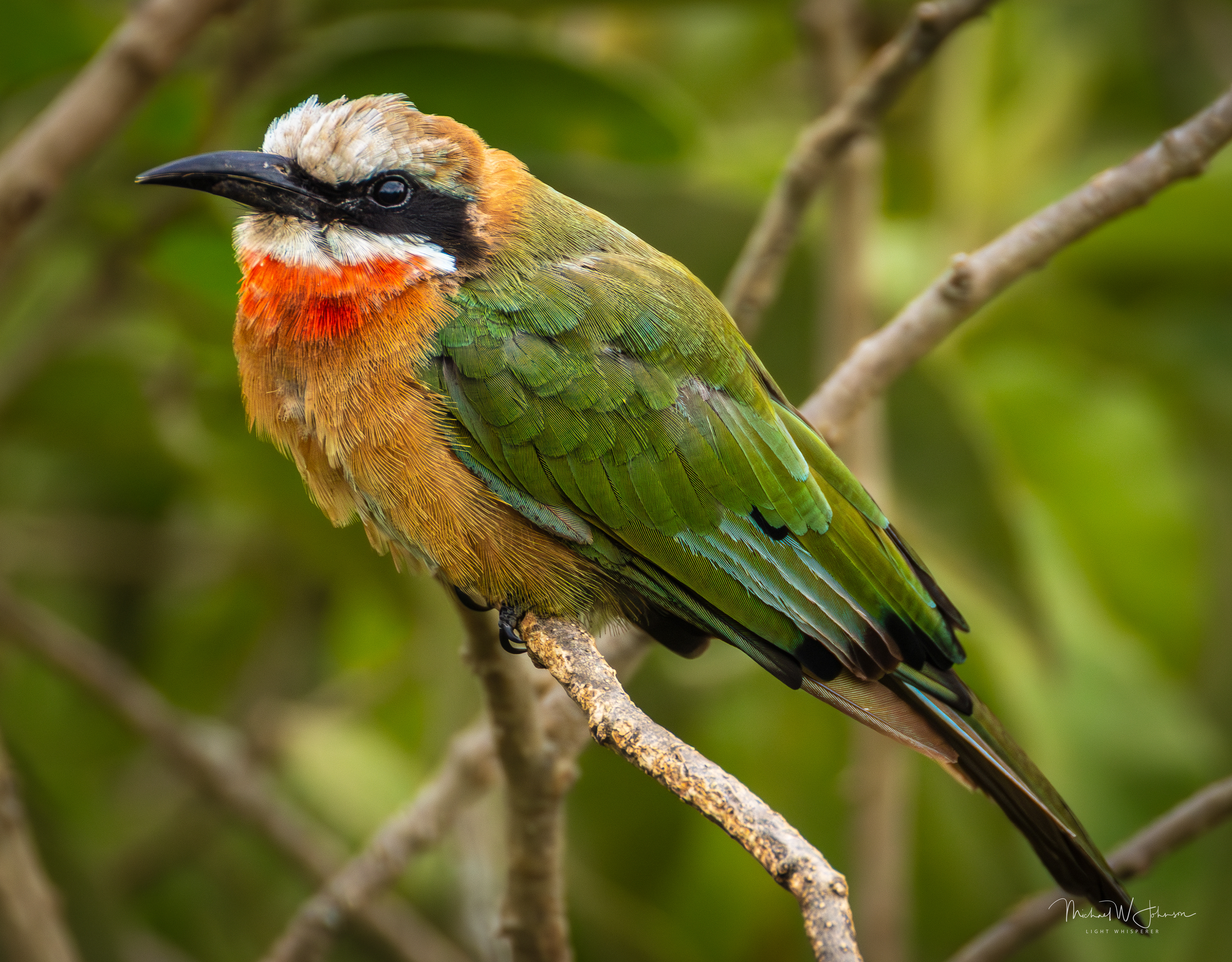 White-fronted Bee-eater