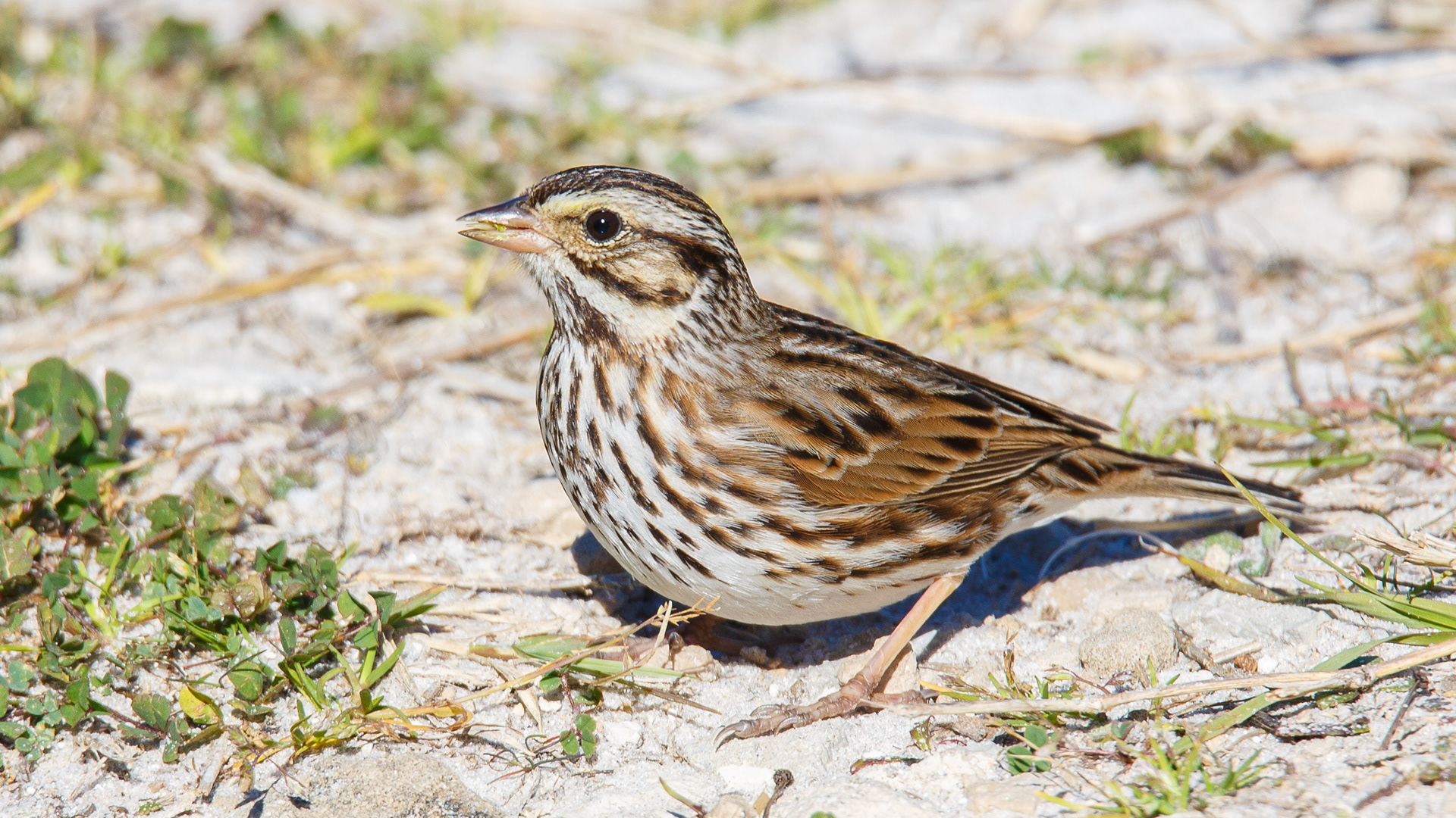 Savannah Sparrow