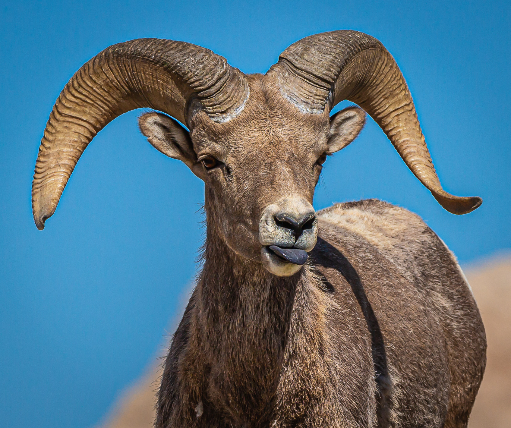 Bighorn Sheep