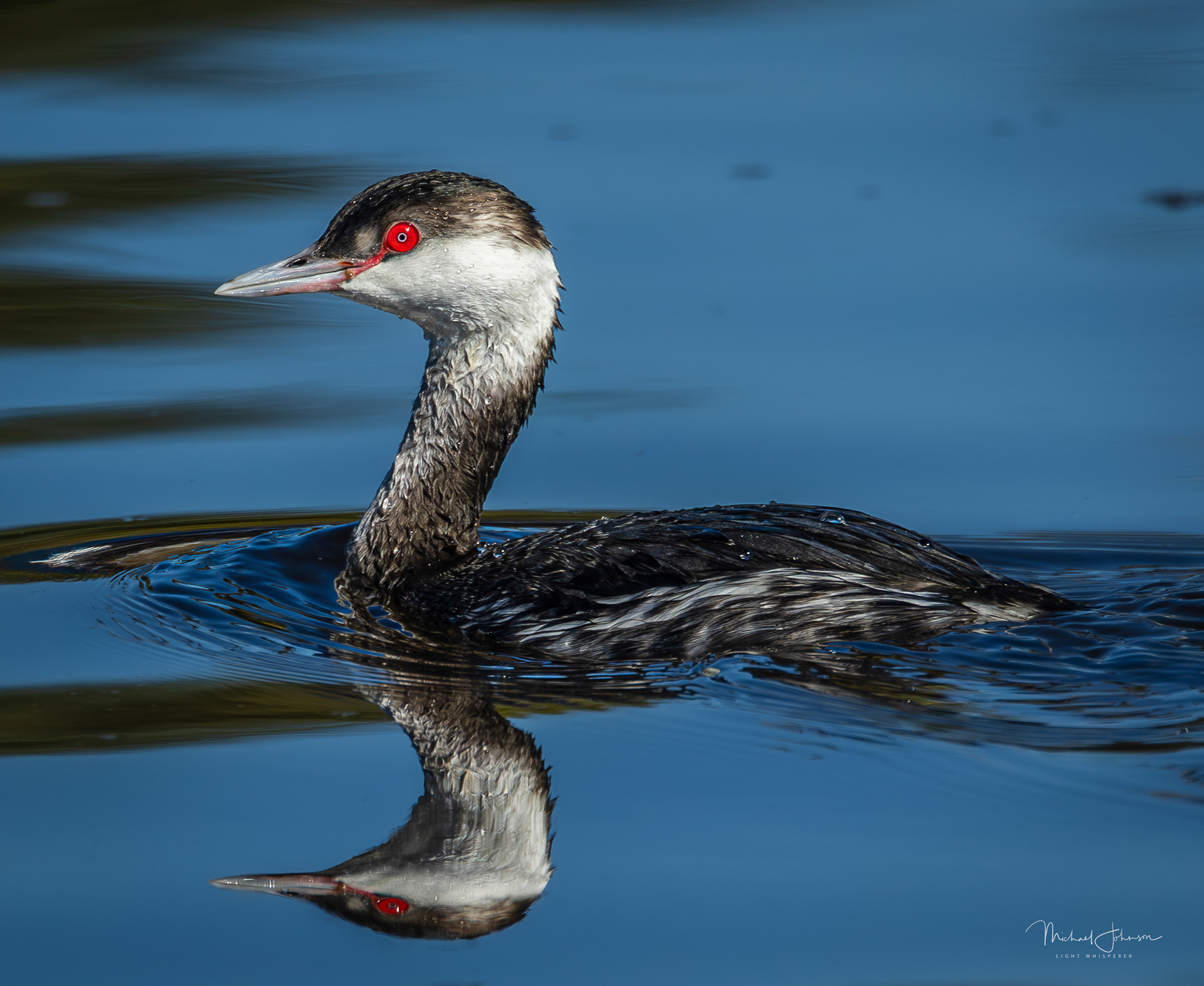Horned Grebe
