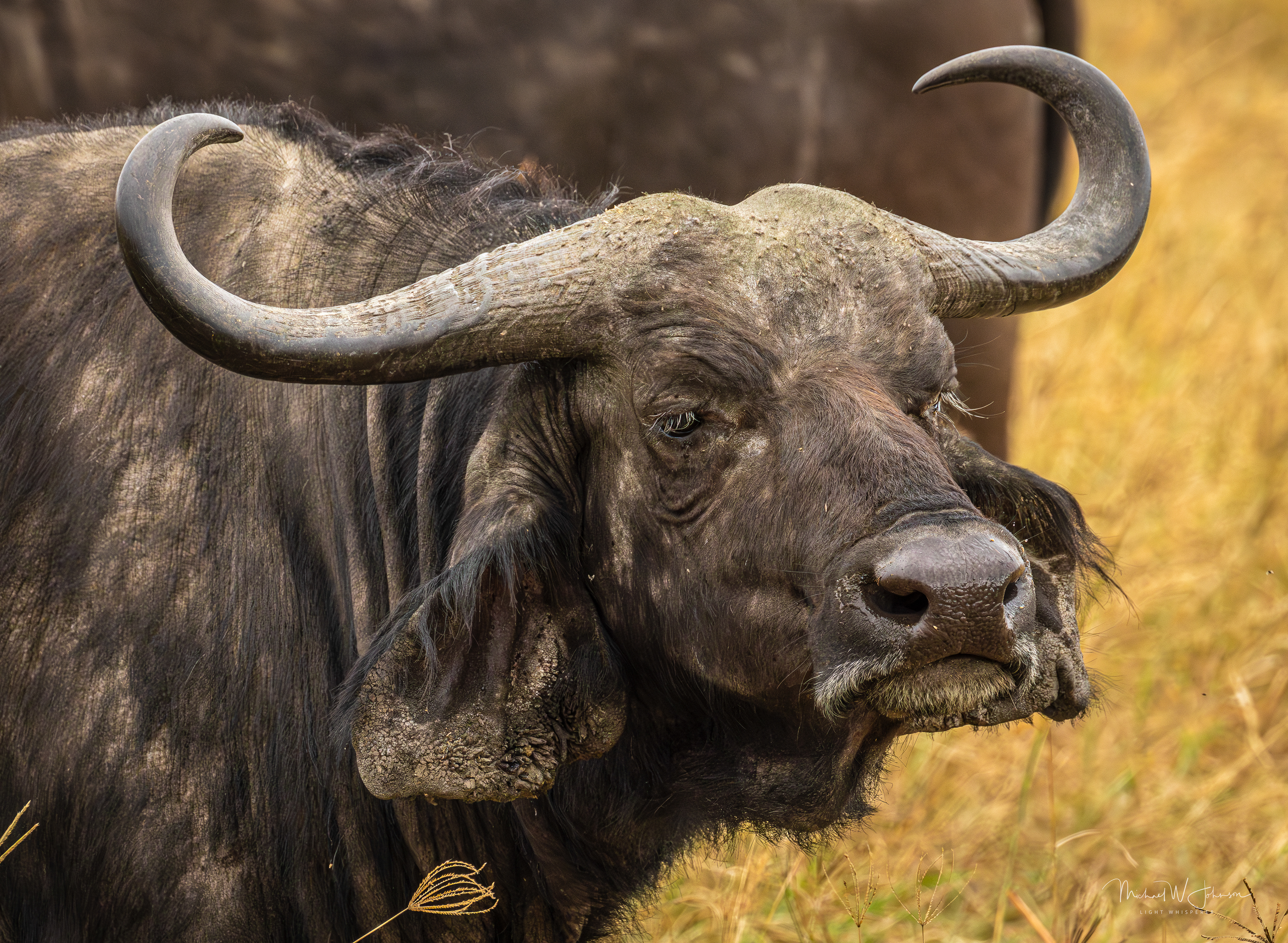 Cape Buffalo