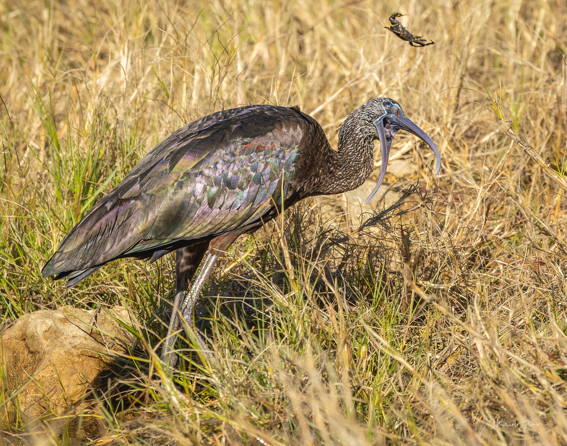 Glossy Ibis