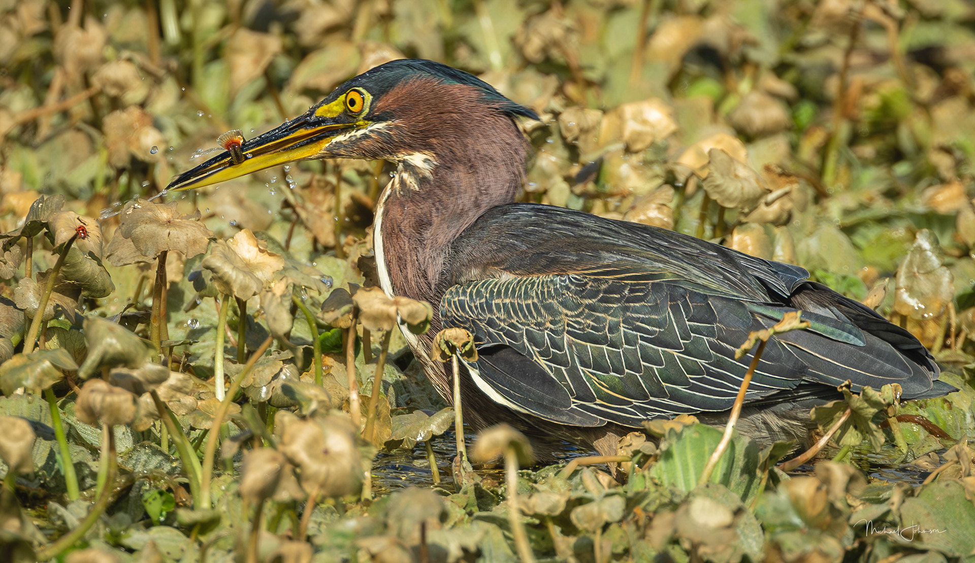 Green Heron