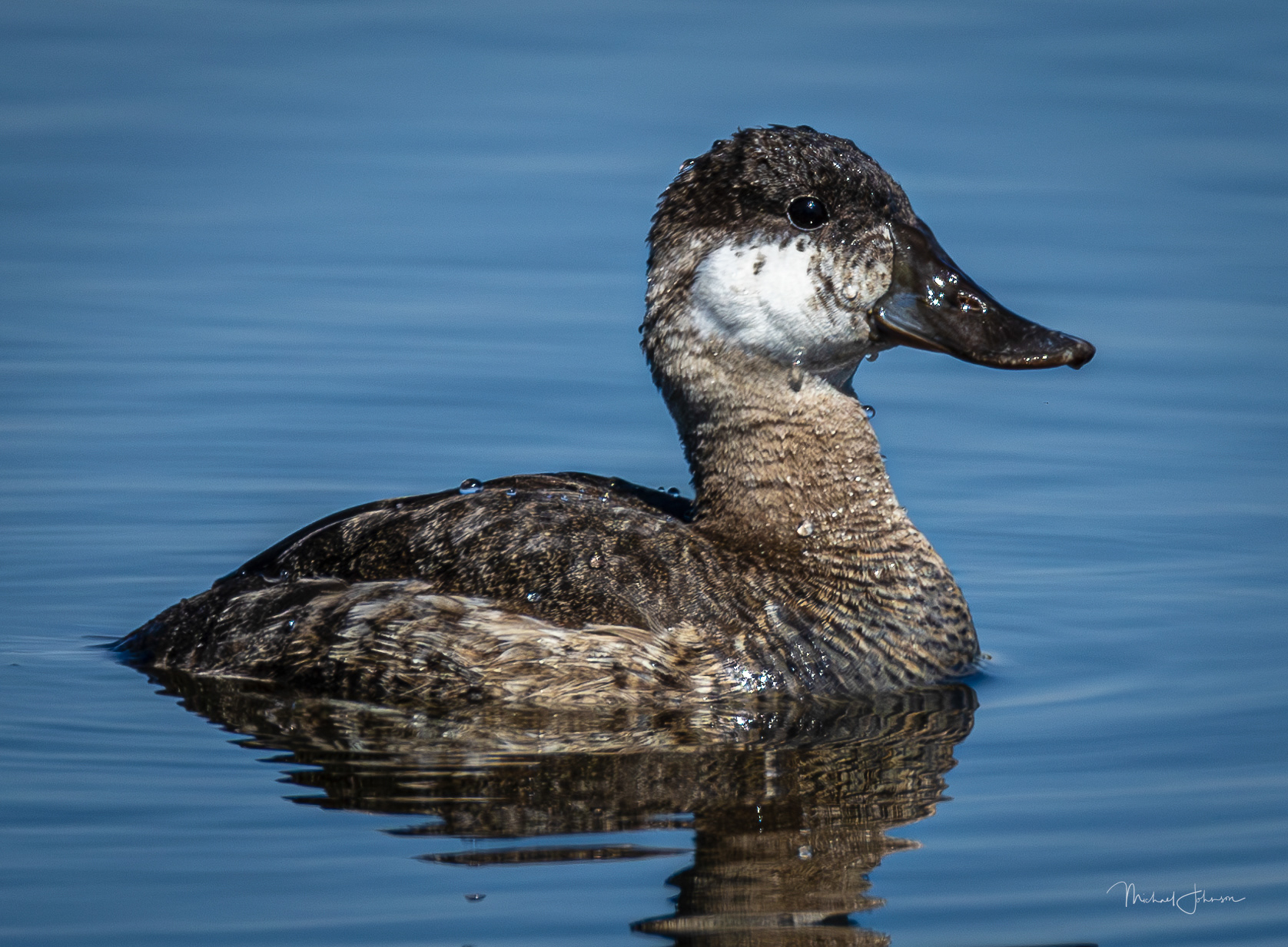 Ruddy Duck