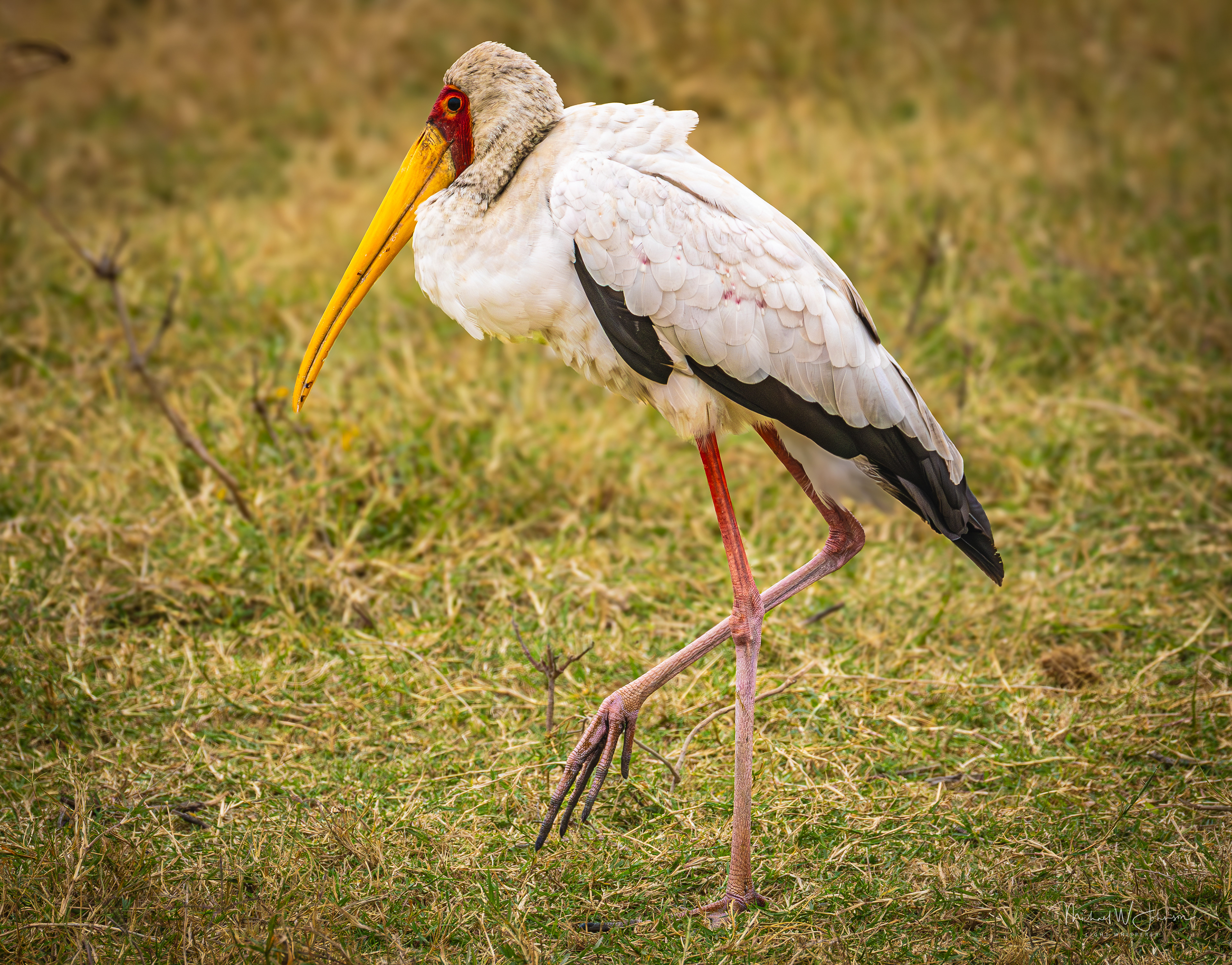 Yellow-billed Stork