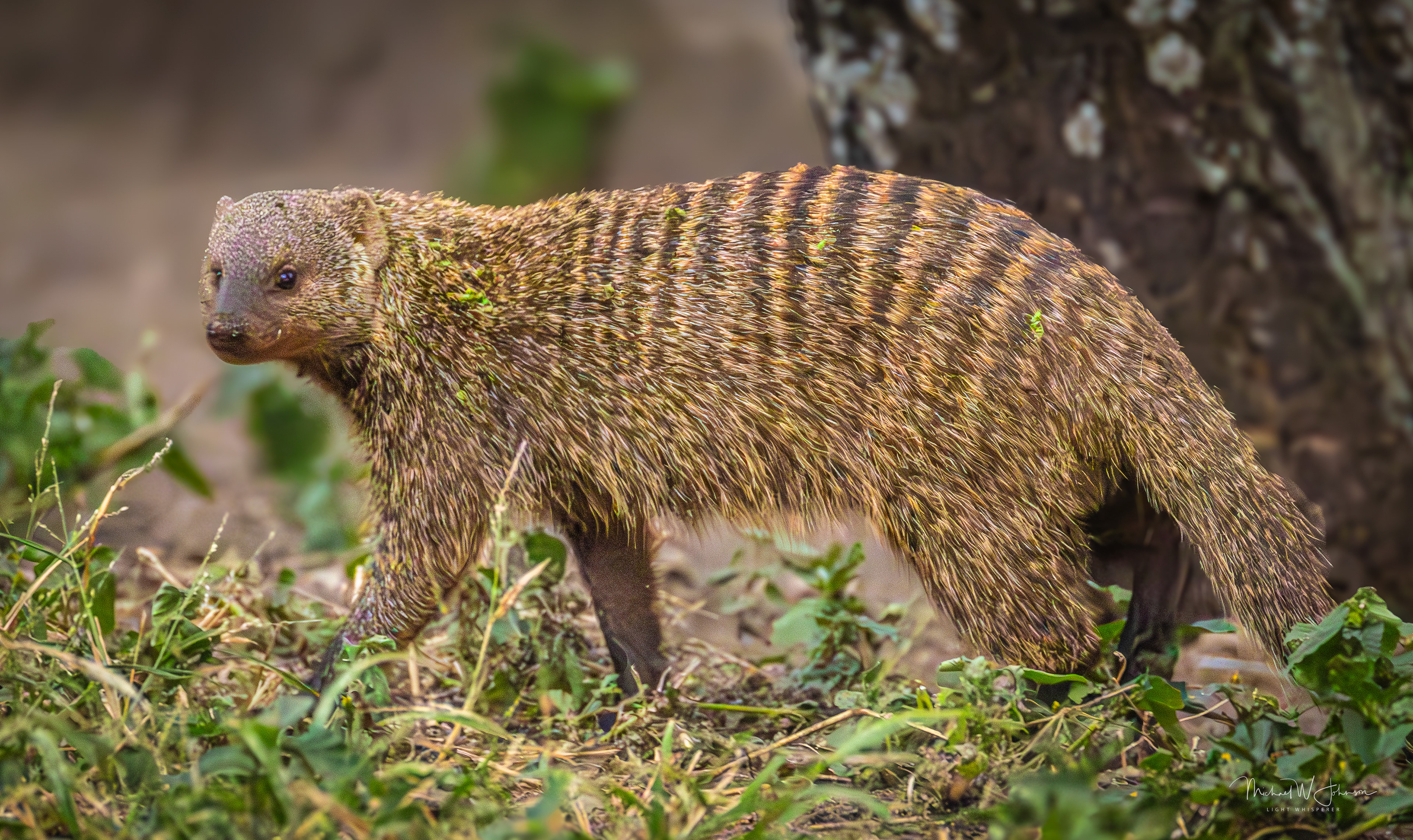 Banded Mongoose