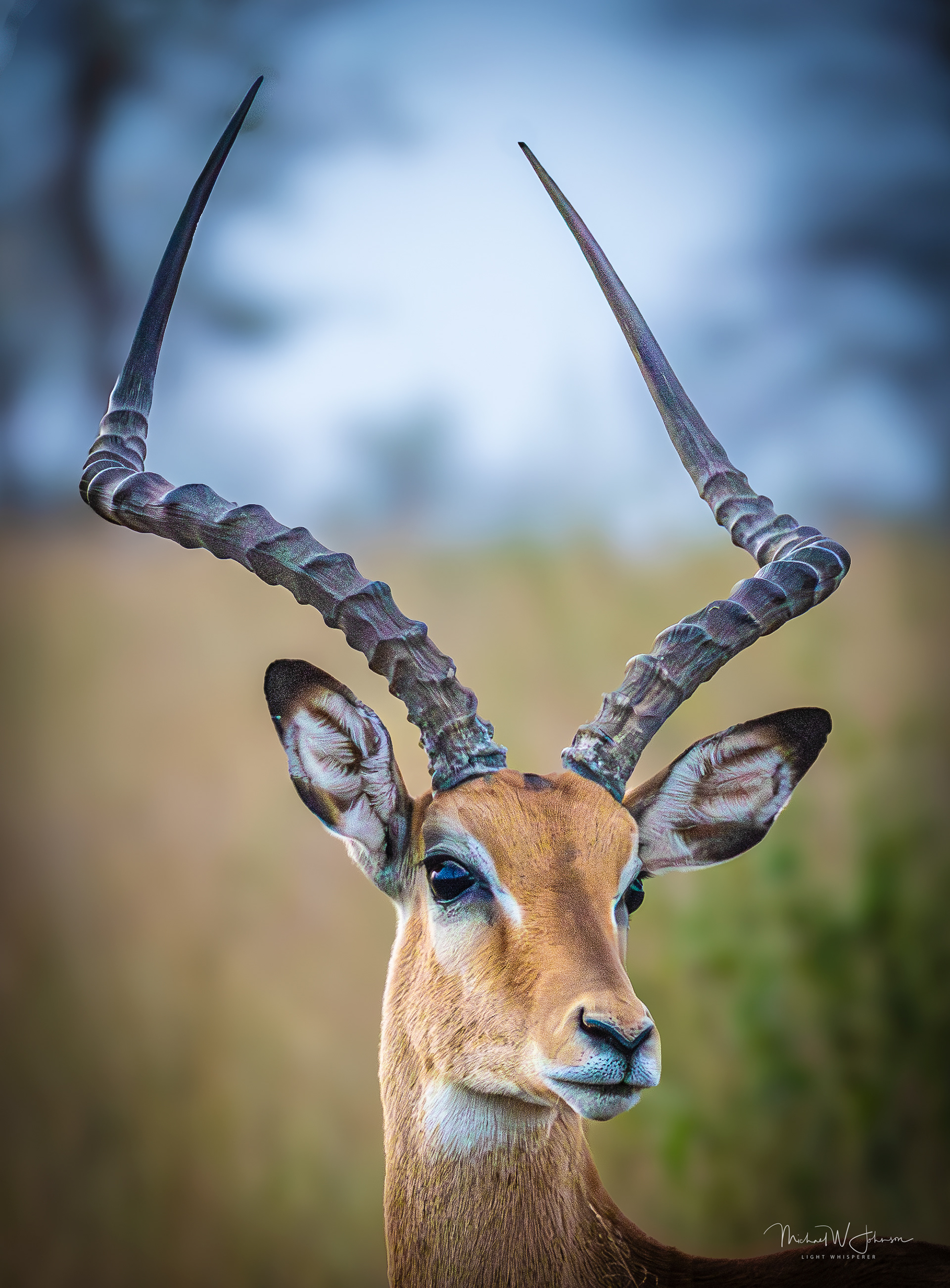 Impala