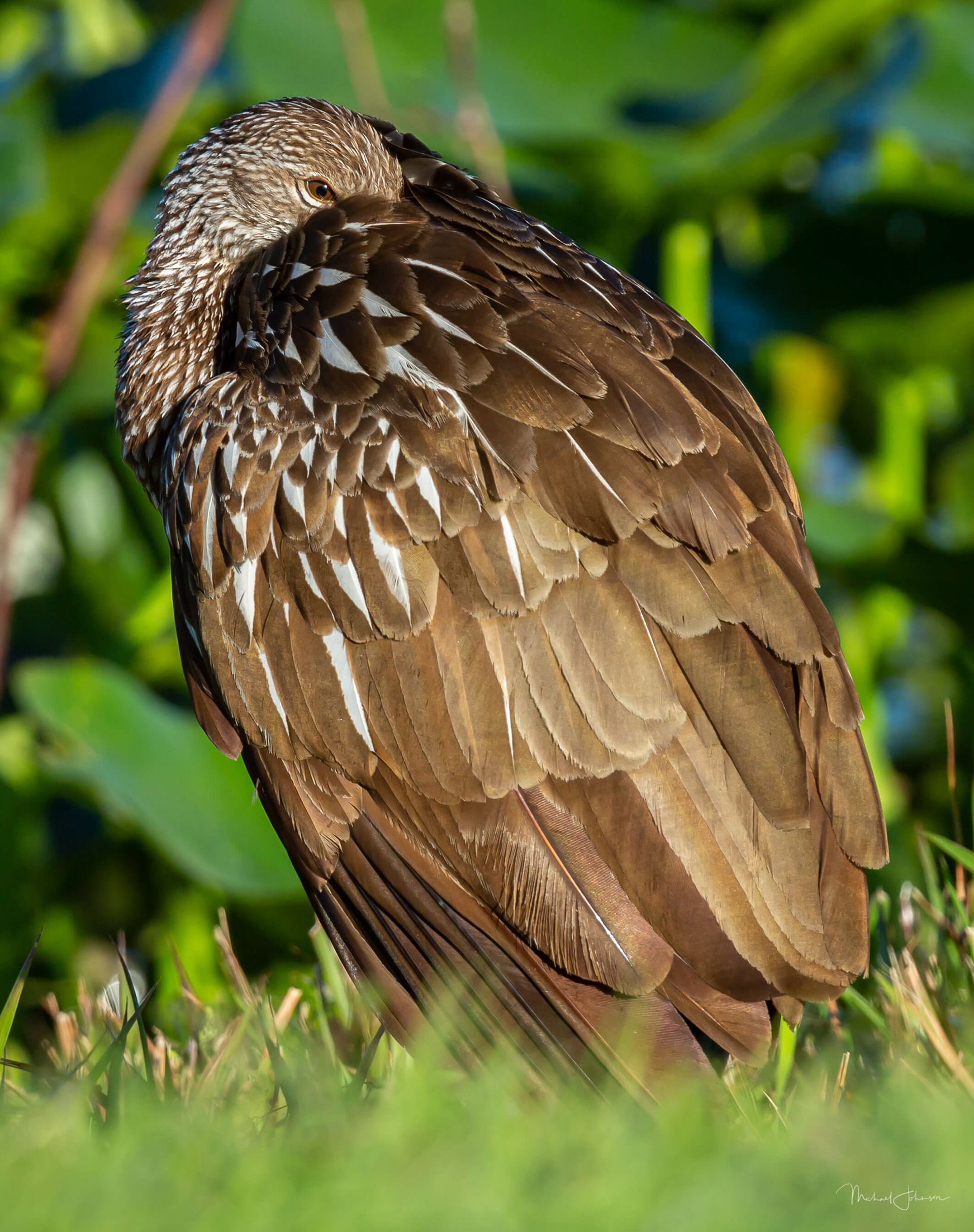 Limpkin