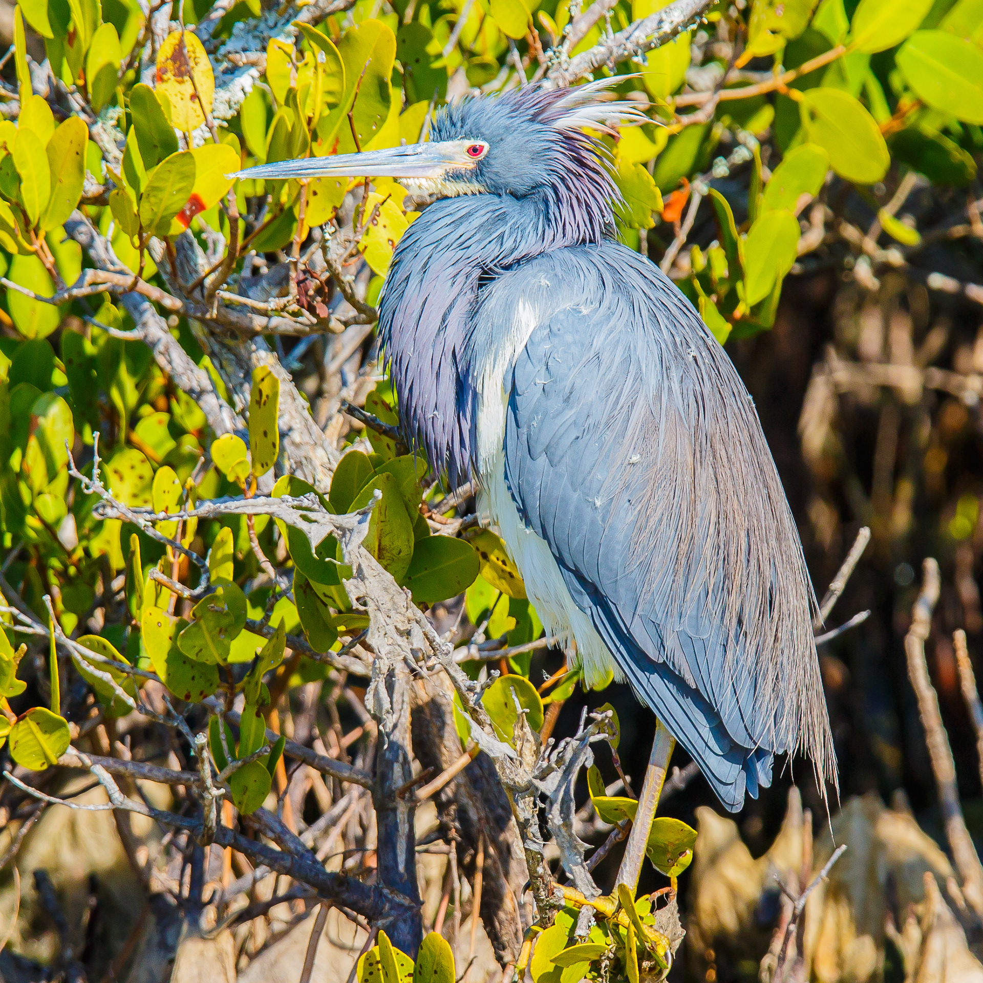 Tricolored Heron
