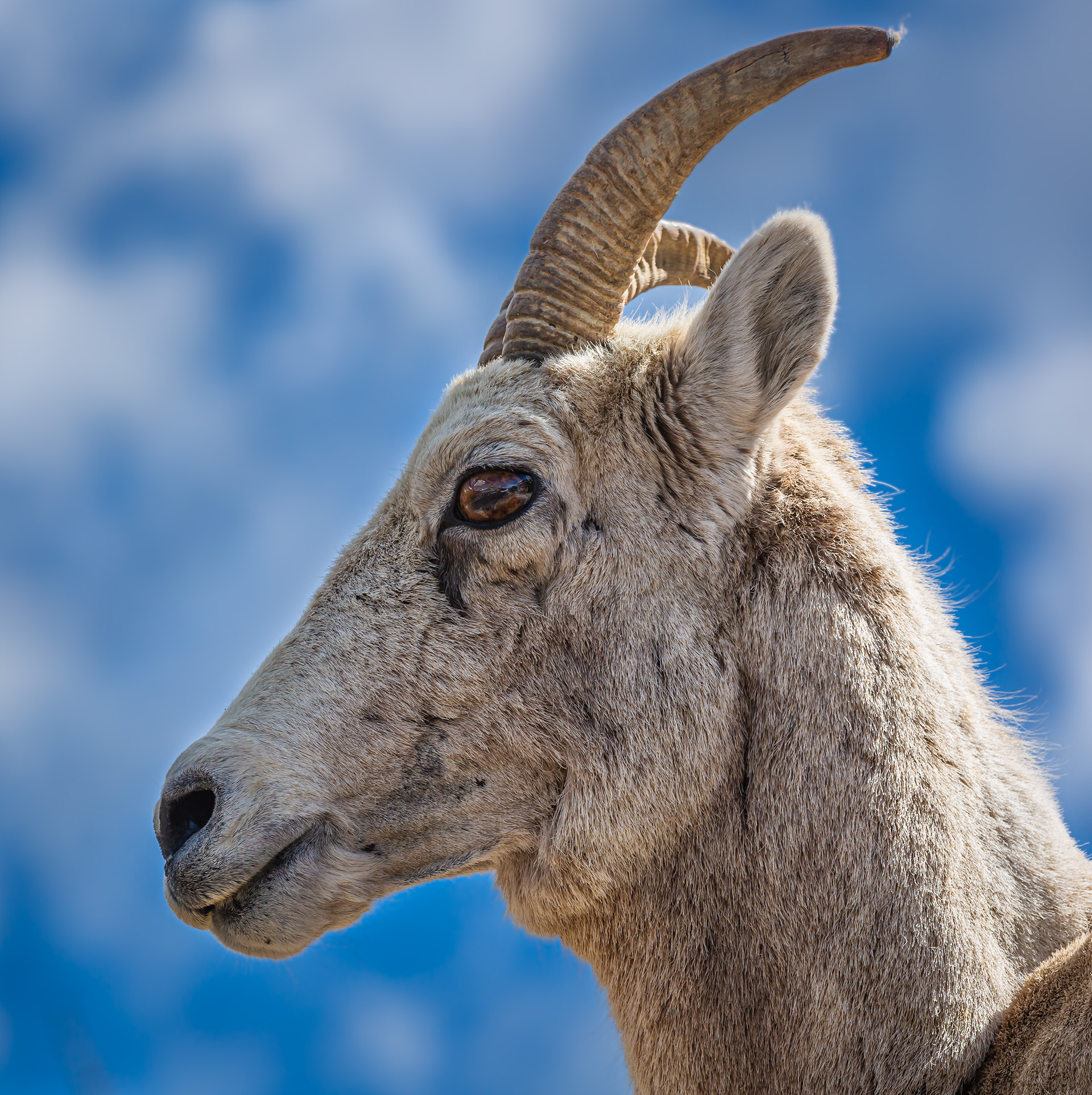 Bighorn Sheep