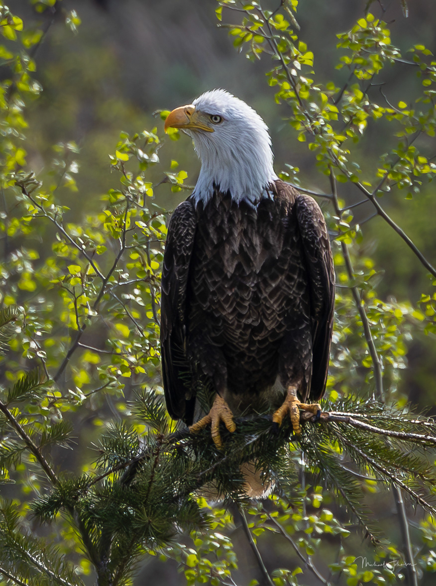 Bald Eagle