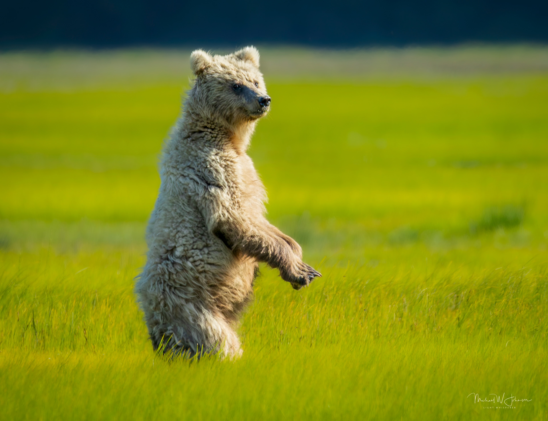 Brown Bear - Spirit