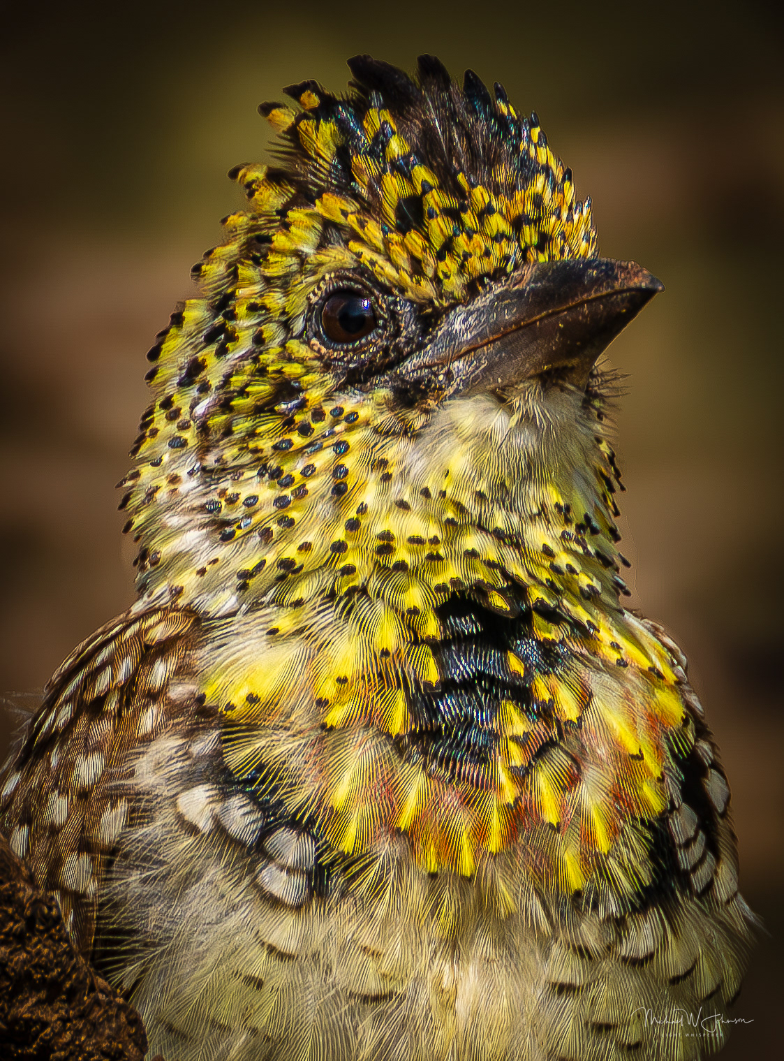 D'Arnaud's Barbet