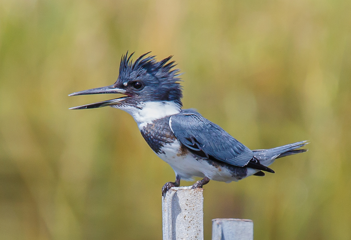 Belted Kingfisher