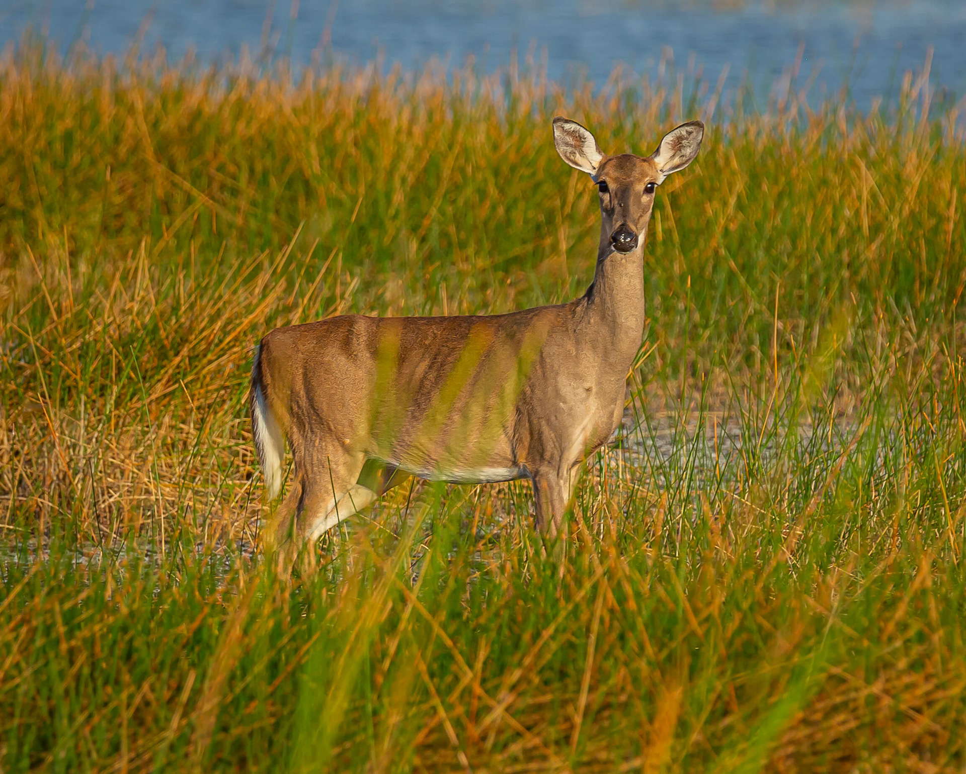 White-tailed Deer
