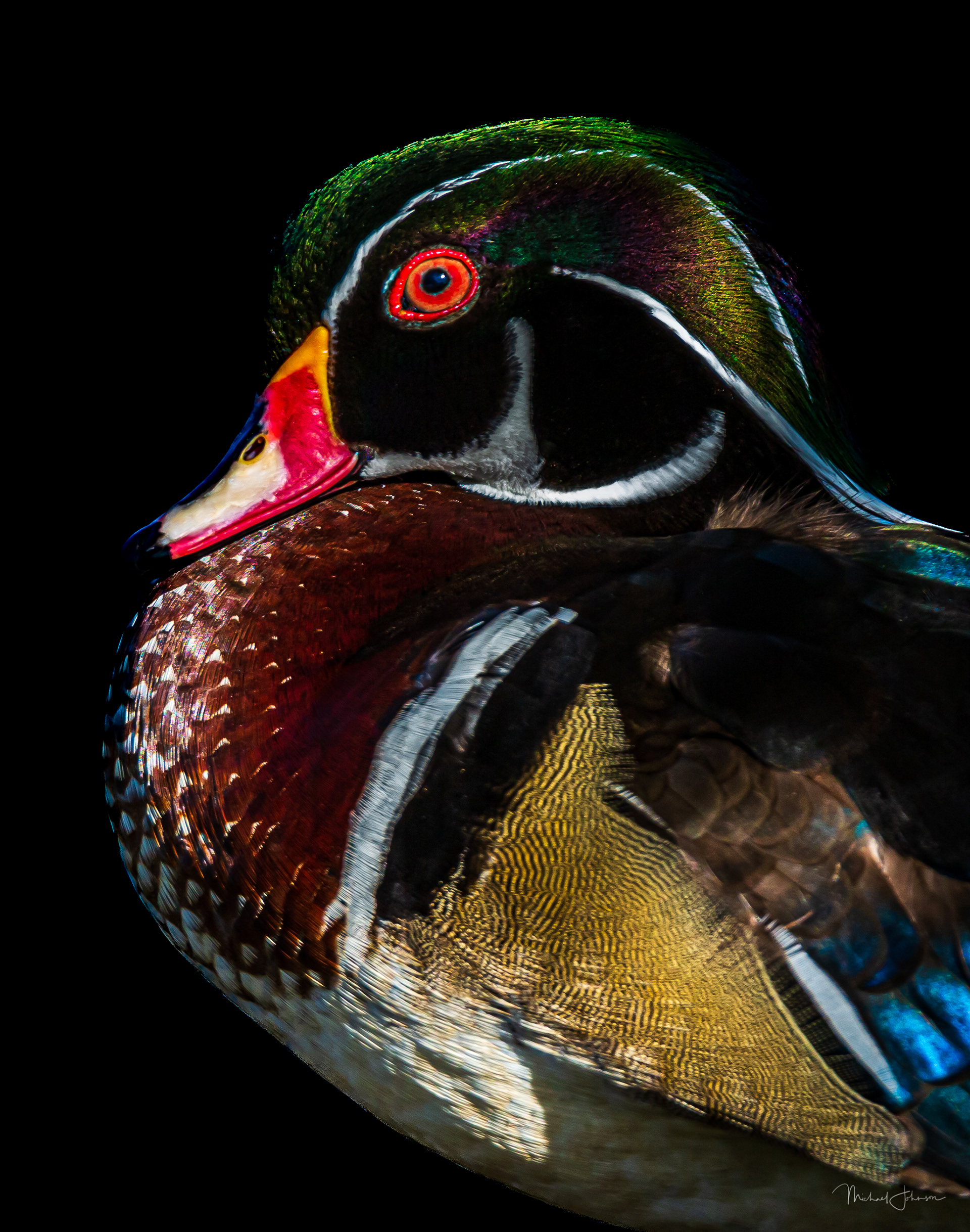 Wood Duck