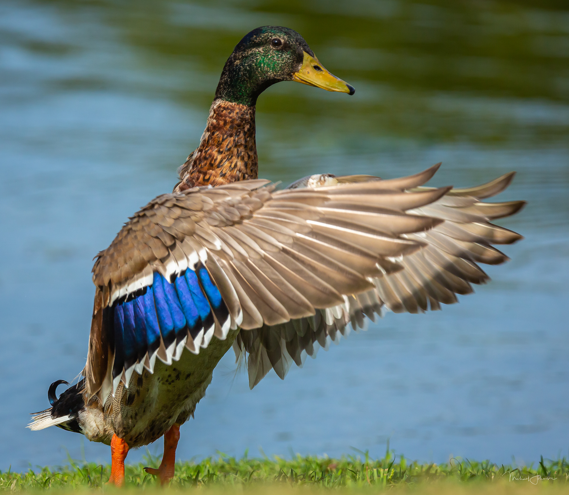 Mallard