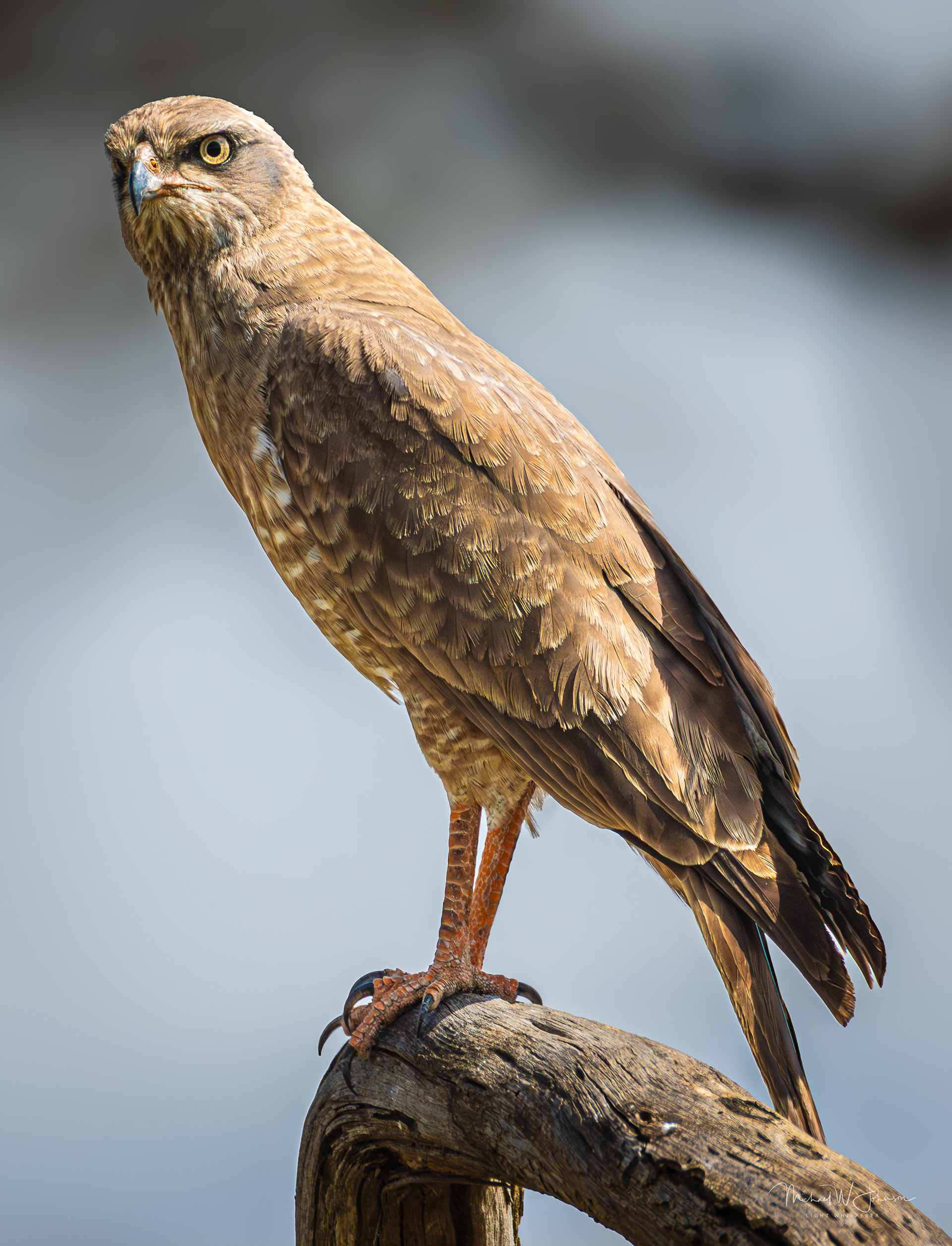 Chanting Goshawk