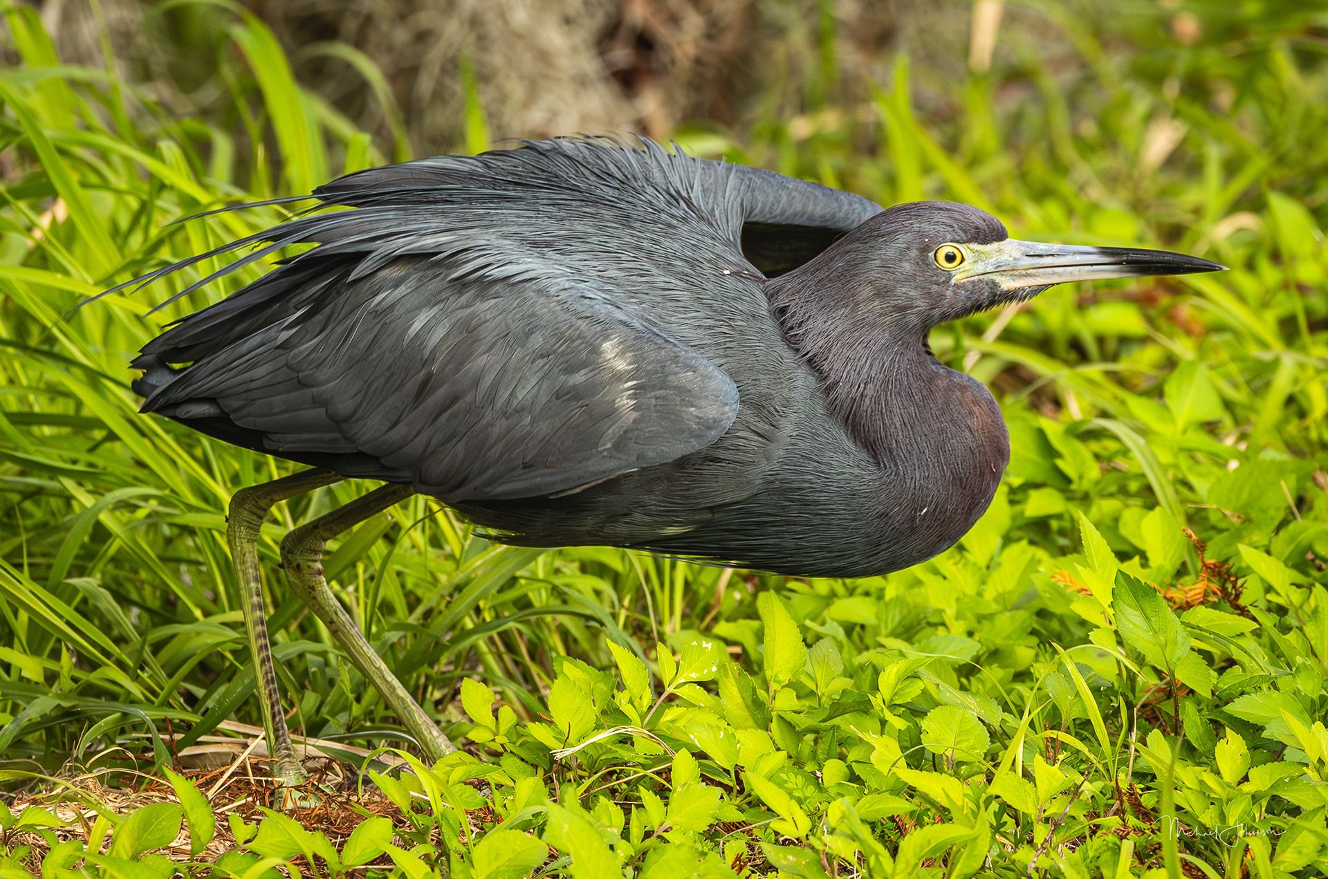 Little Blue Heron