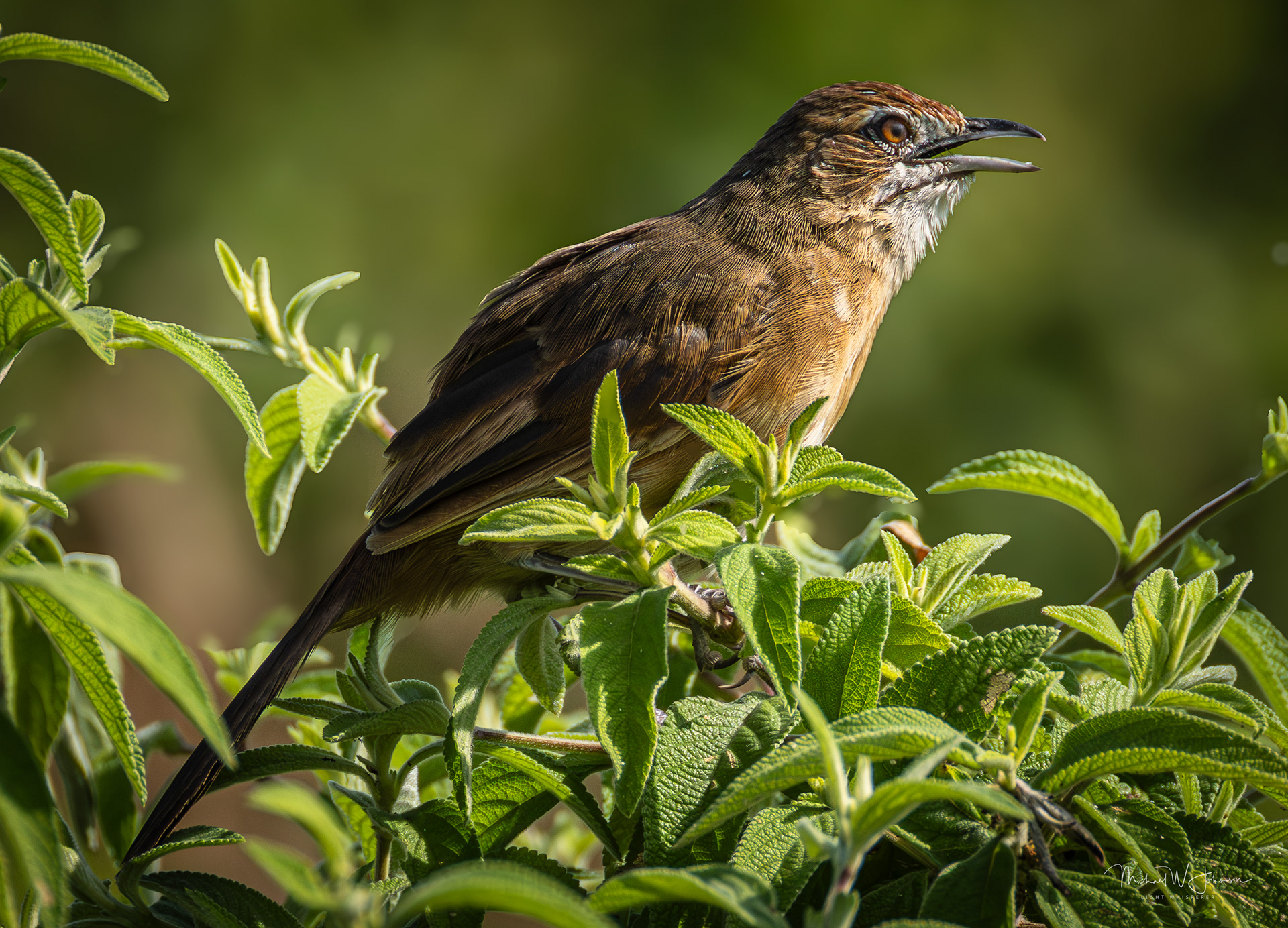 Moustached Grass Warbler