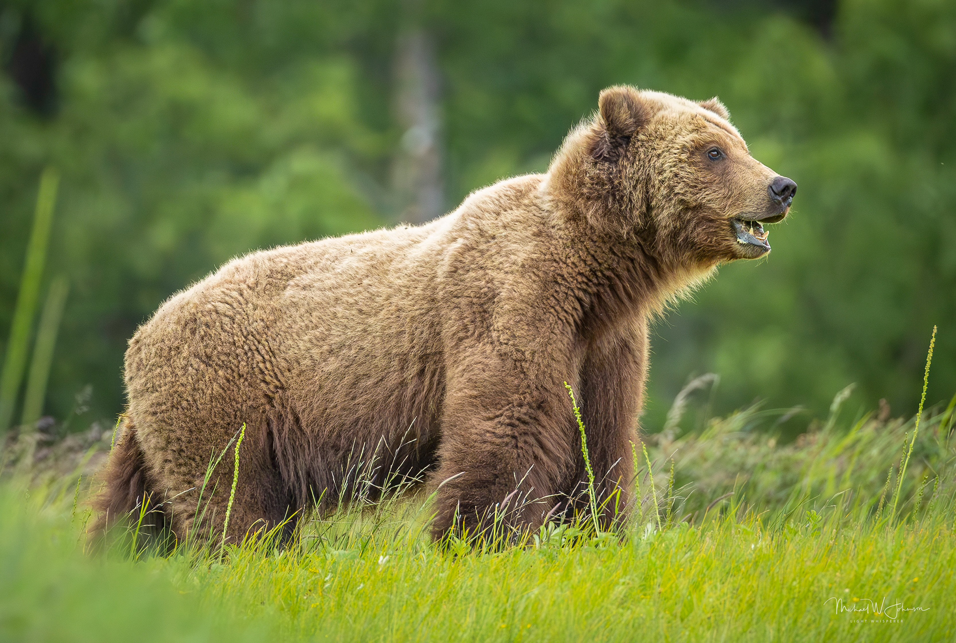Brown Bear - Rip