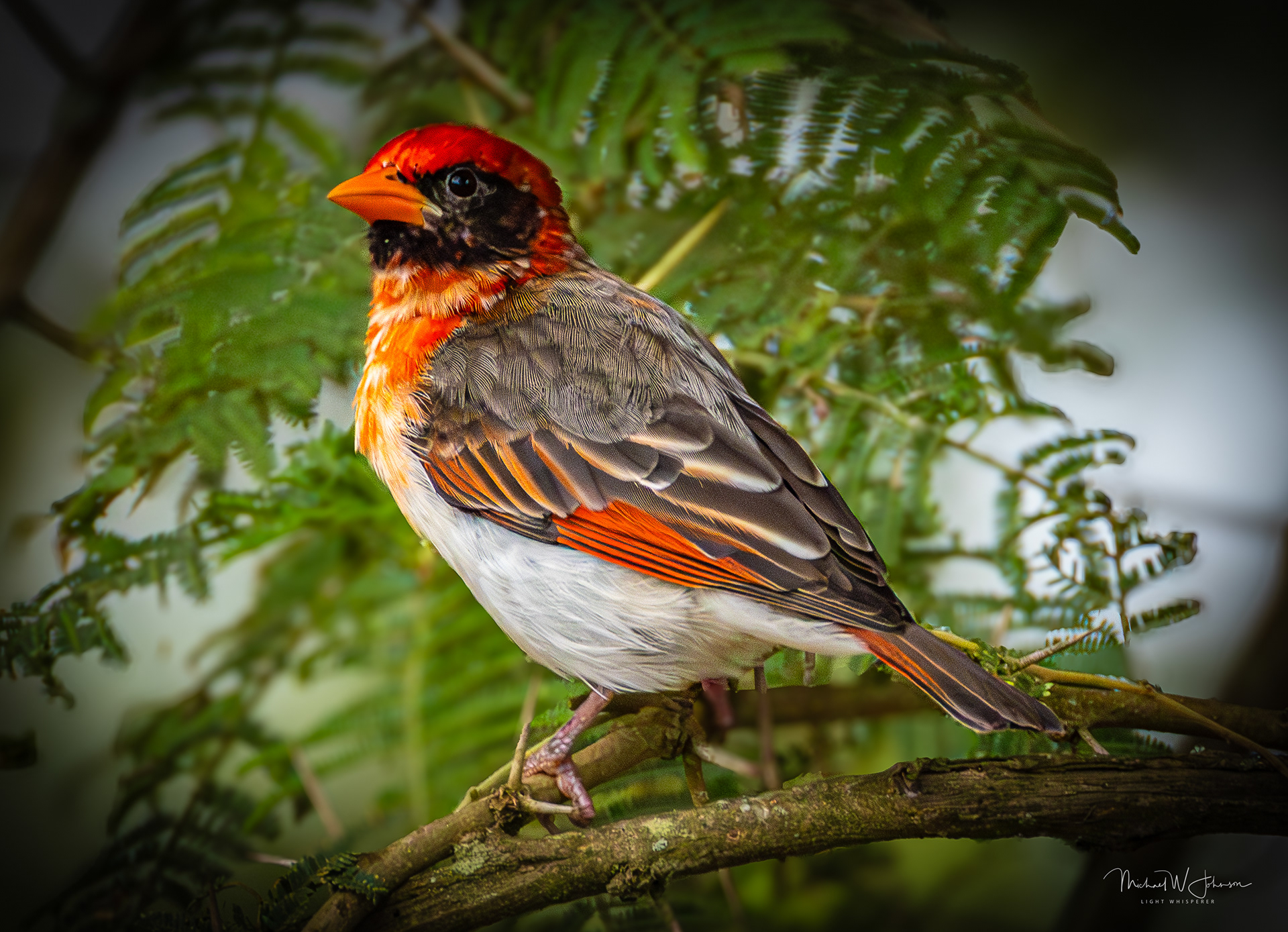 Red-headed Weaver