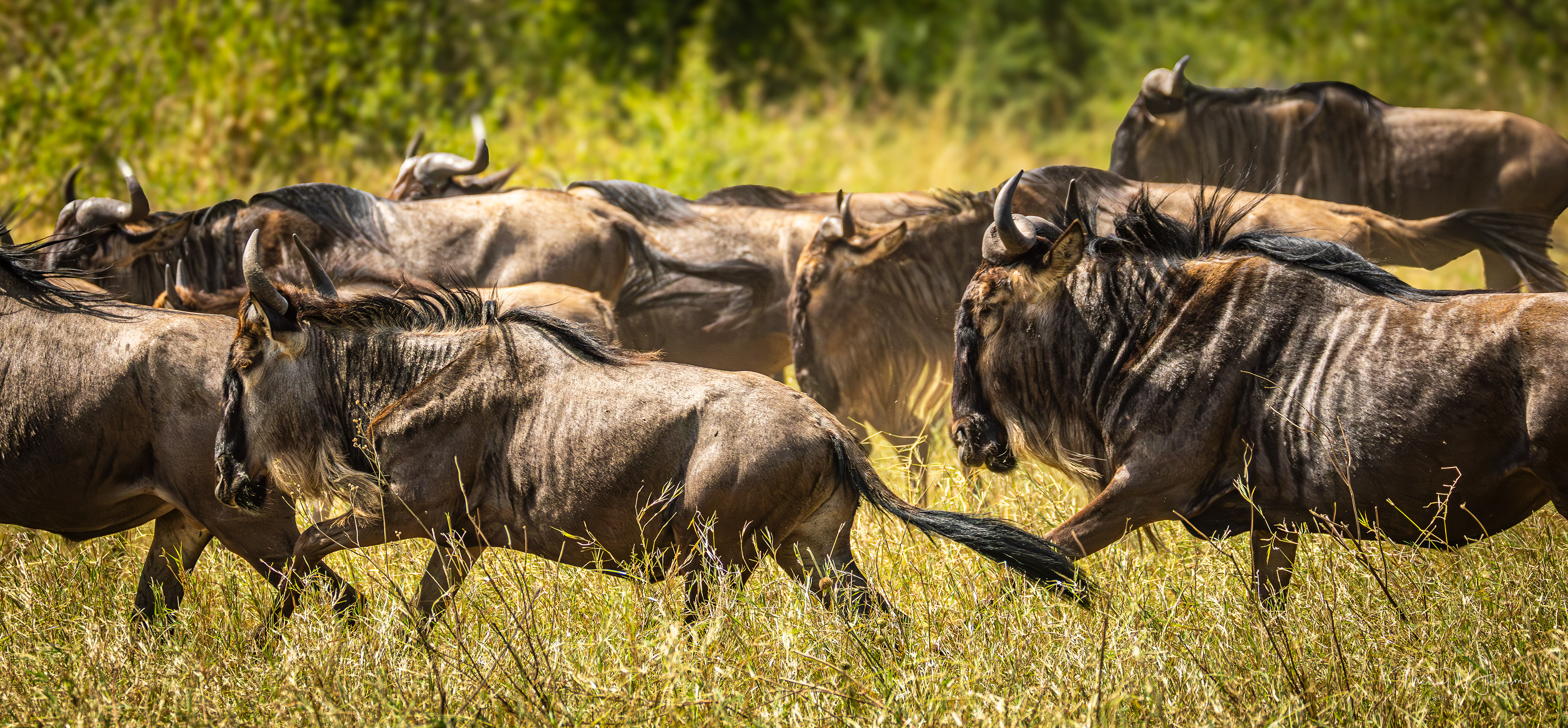 Wildebeests