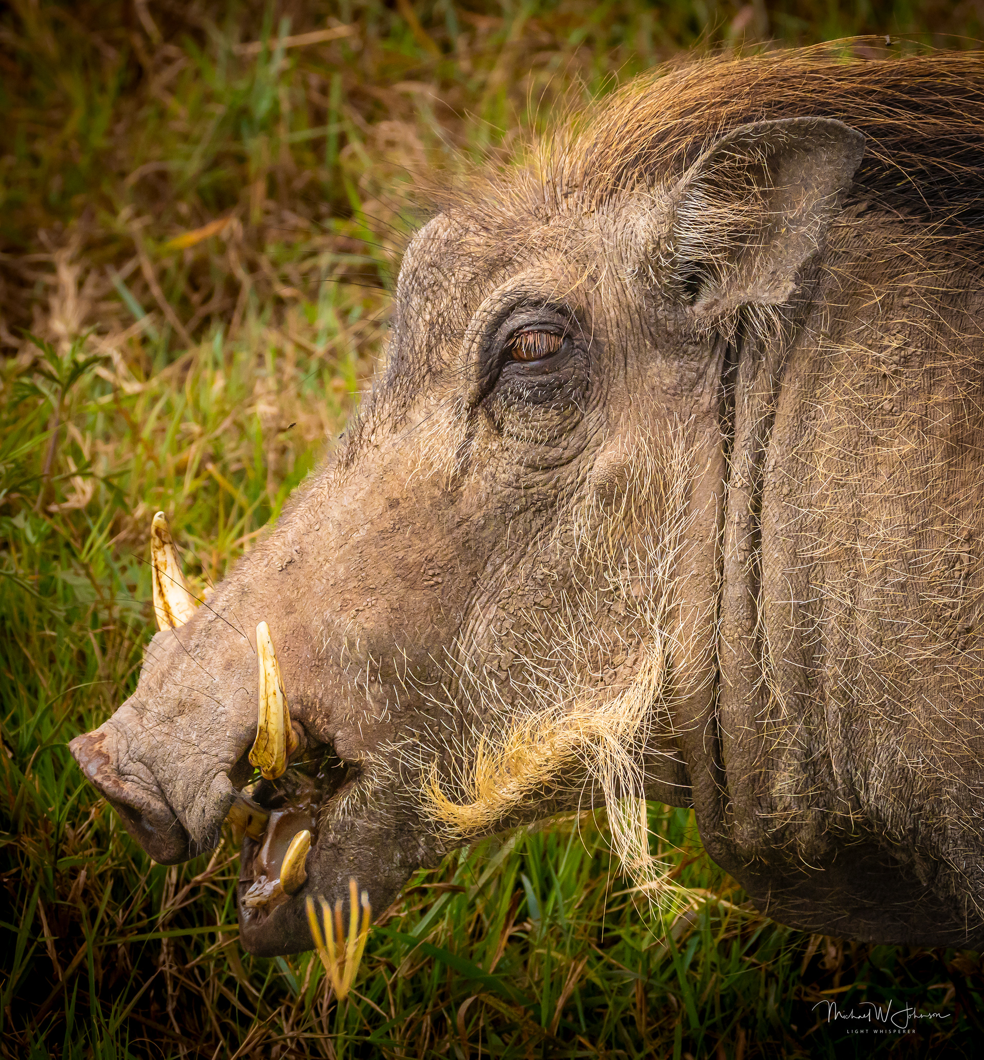 Warthog