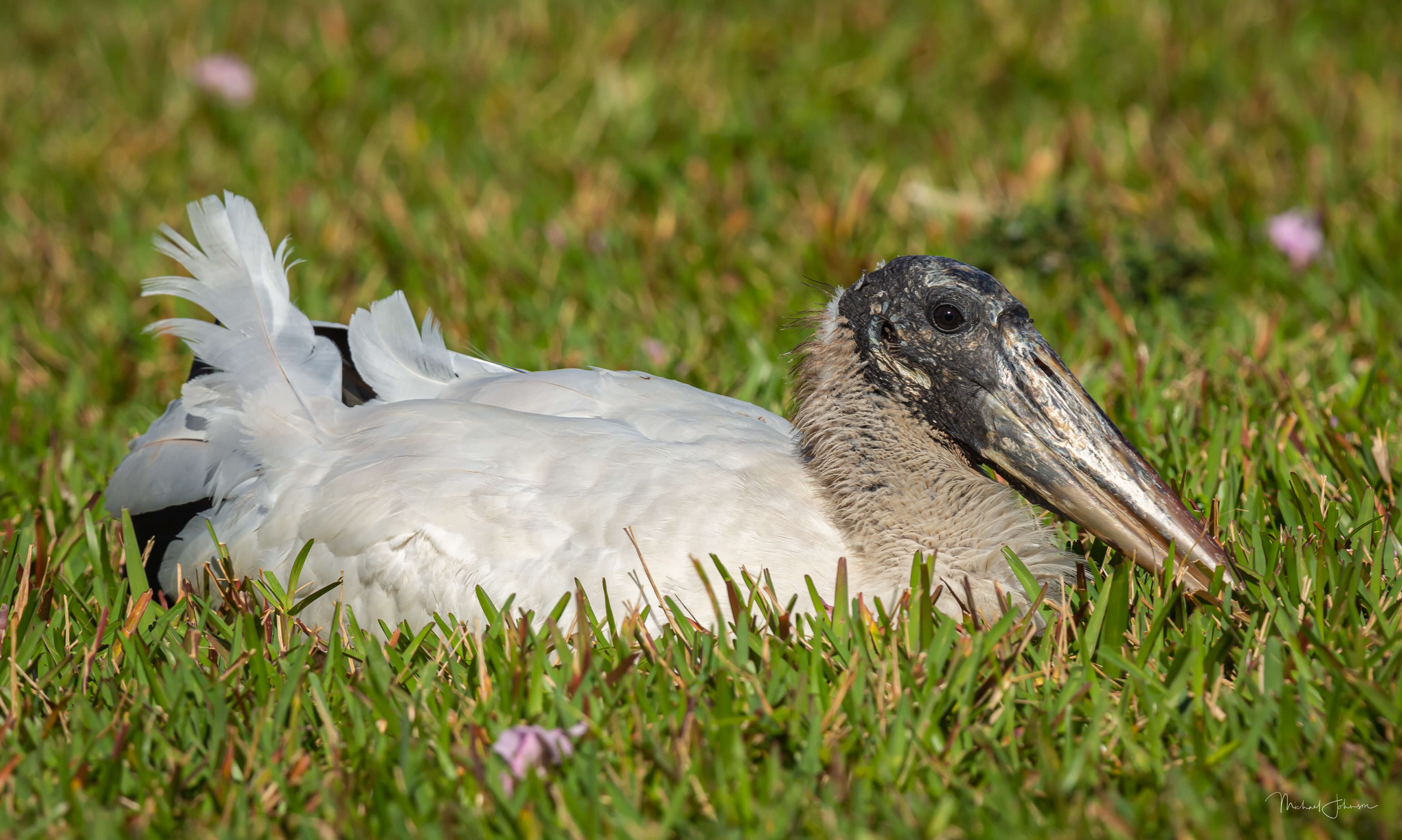 Wood Stork