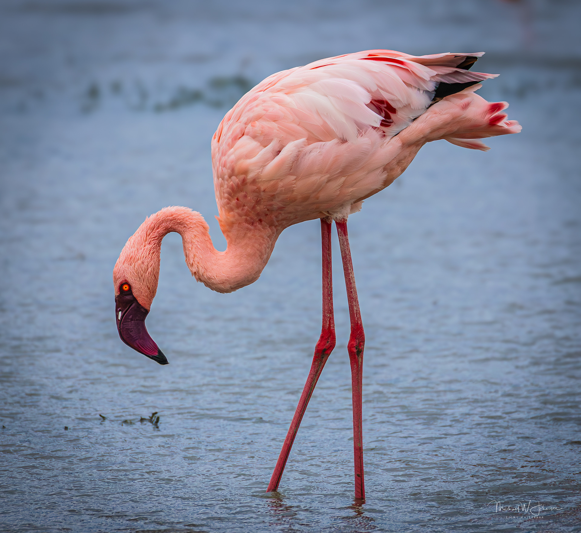 Lesser Flamingo