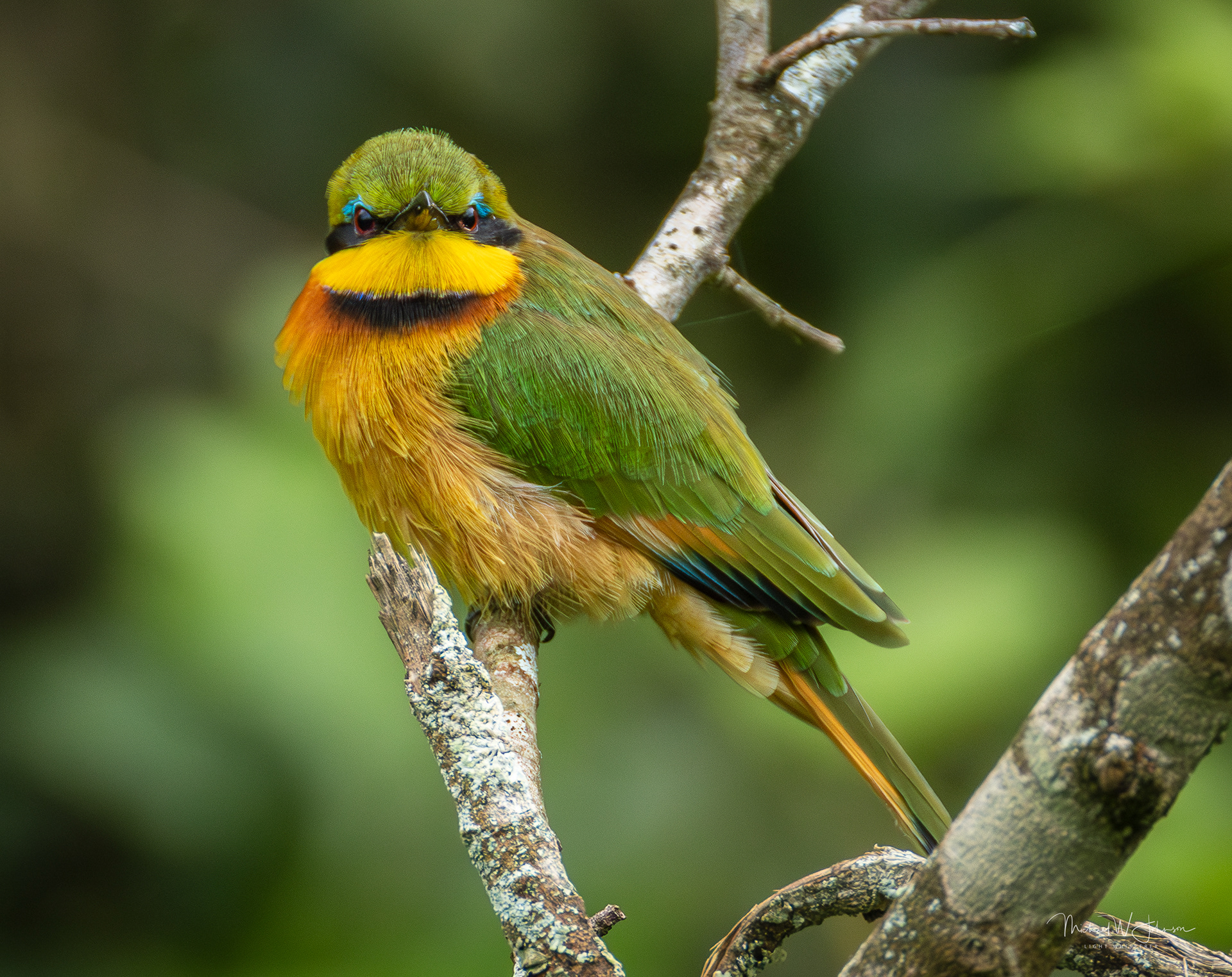 Little Bee-eater