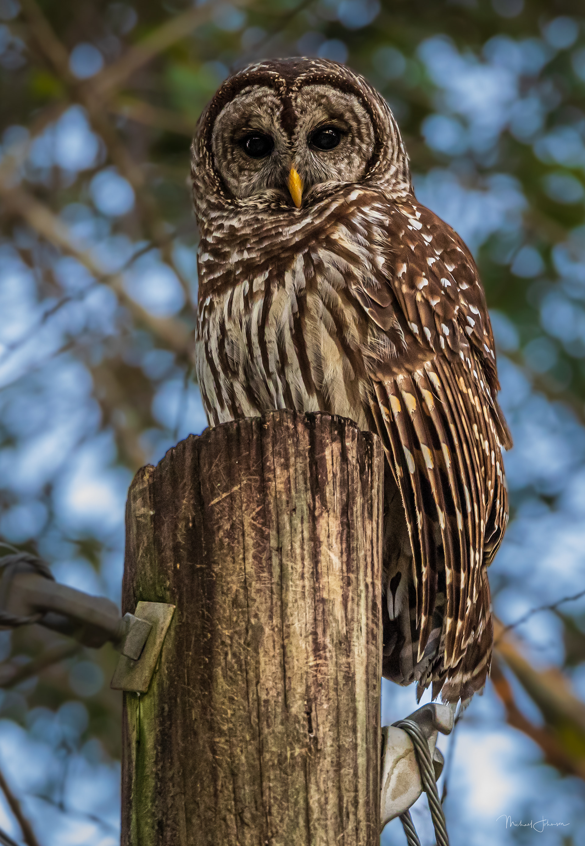 Barred Owl