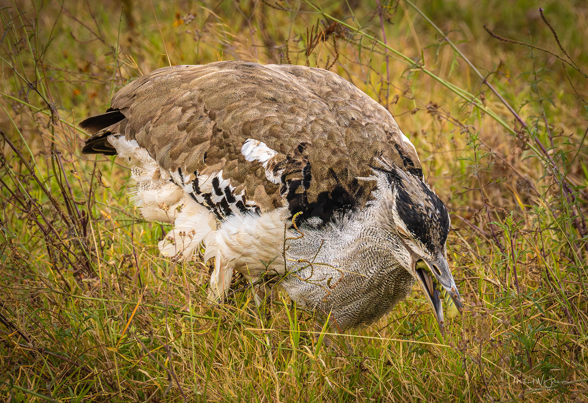 Kori Bustard