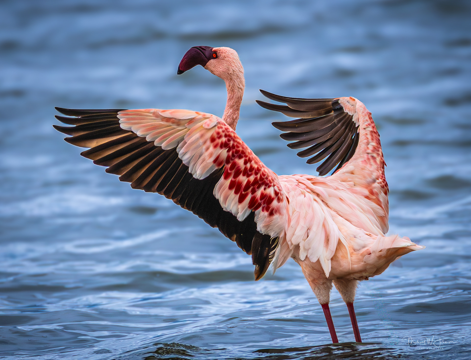 Lesser Flamingo