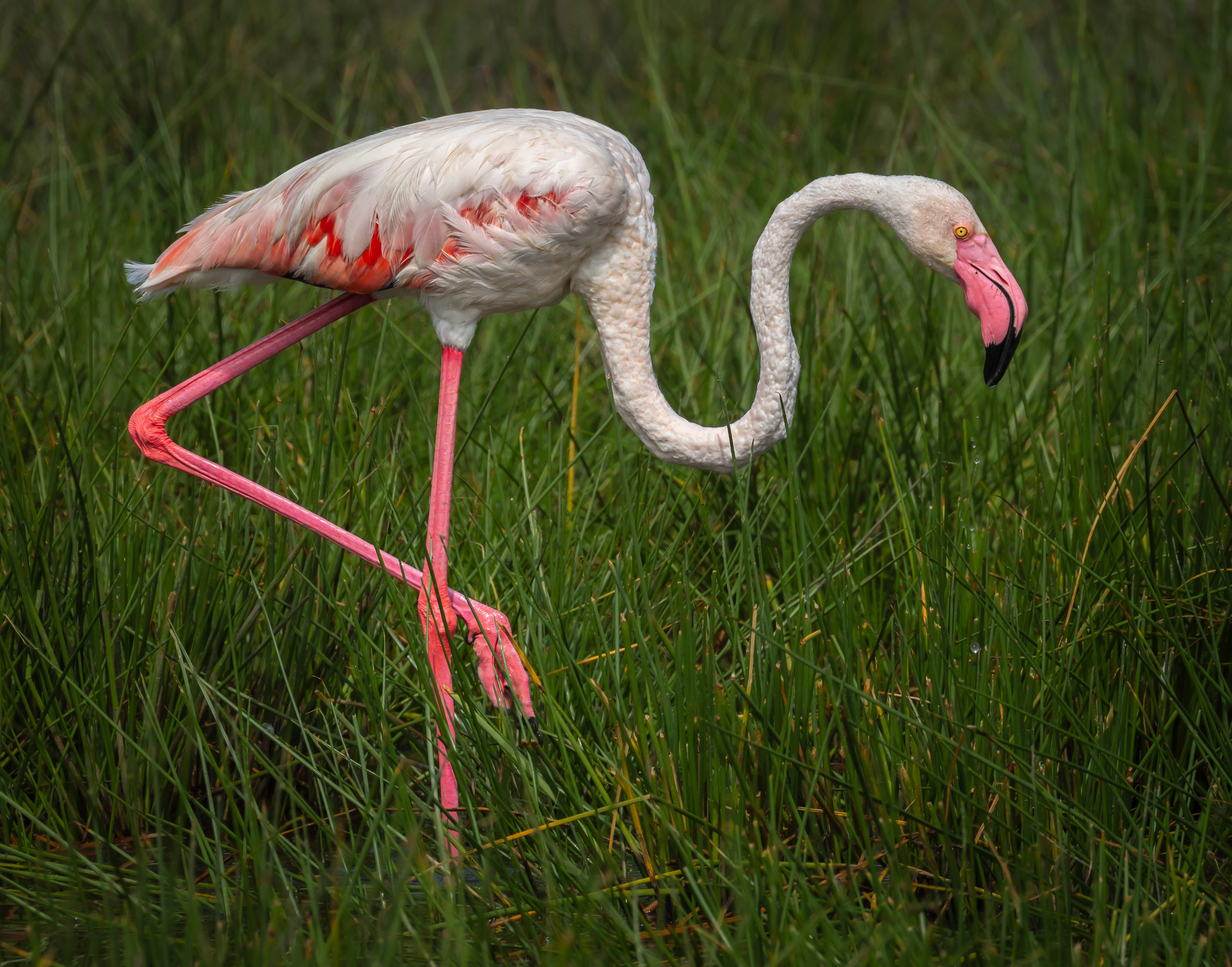 Greater Flamingo