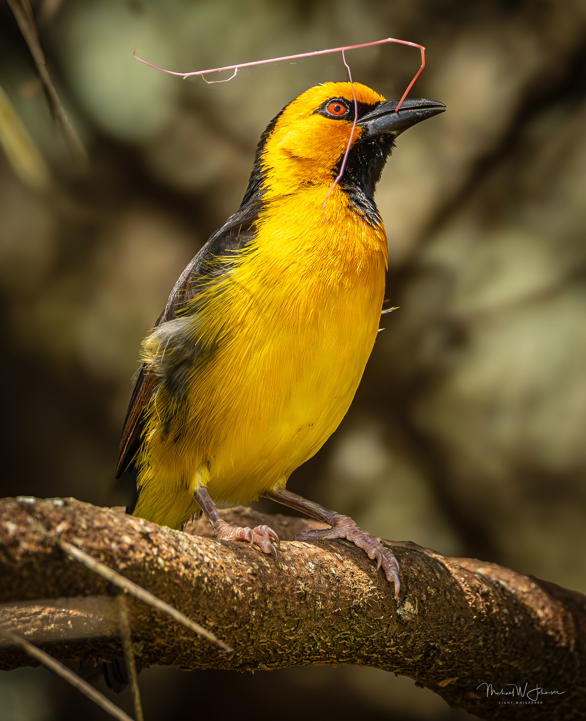 Black-necked Weaver